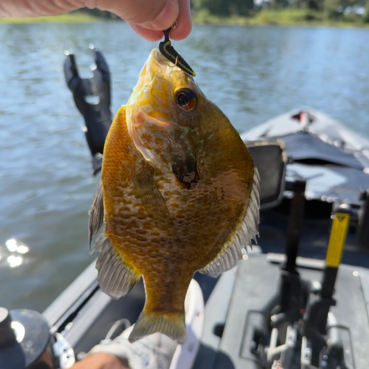 Pumpkingill hybrid caught on Fishbrain
