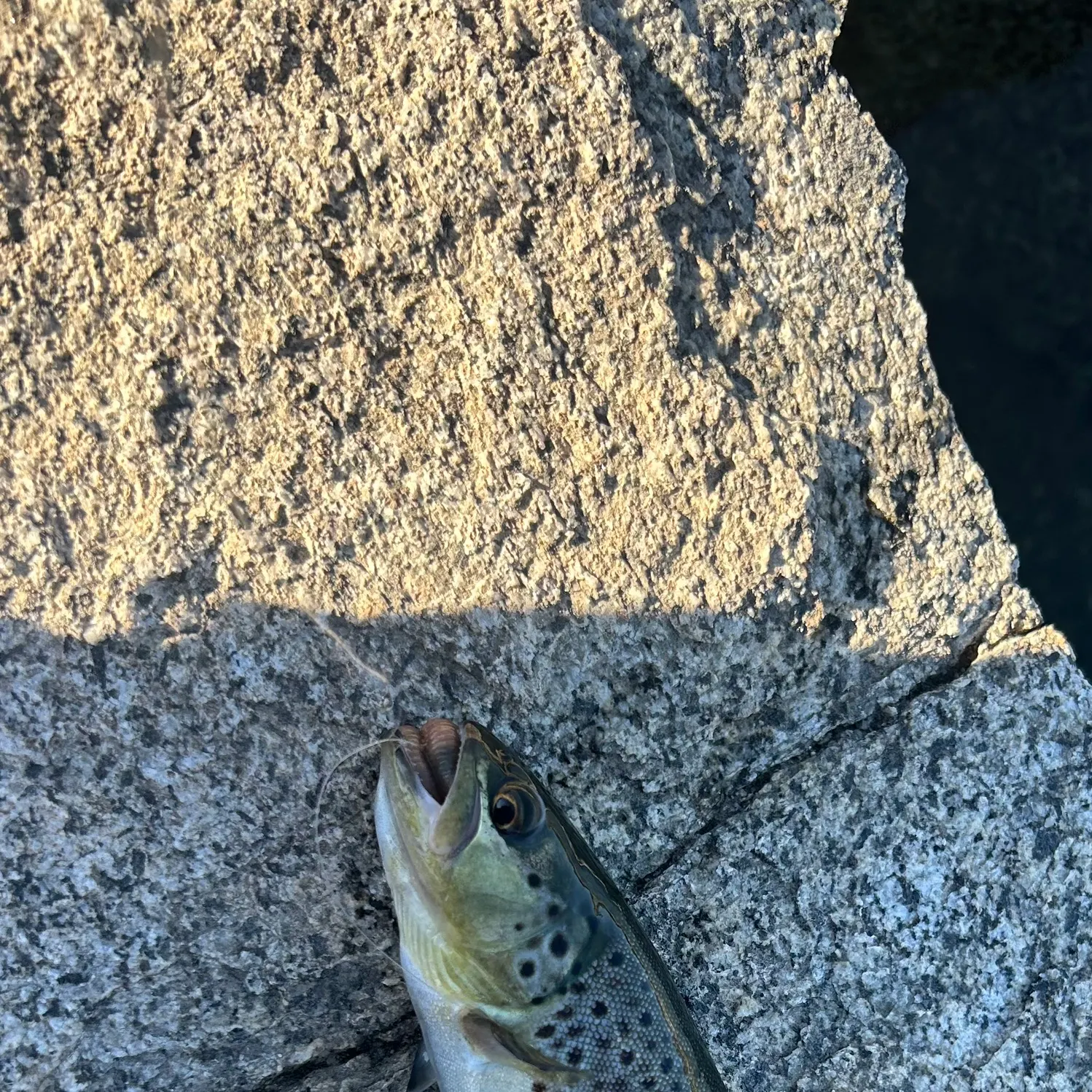 Brown trout caught on Fishbrain