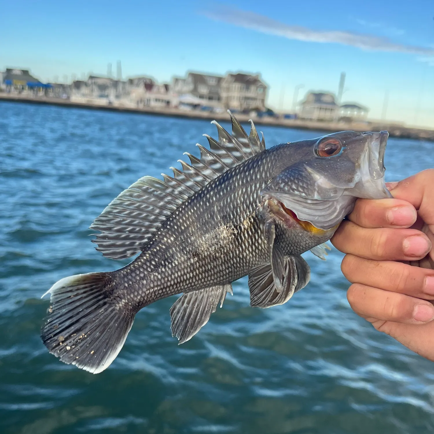 Black sea bass caught on Fishbrain