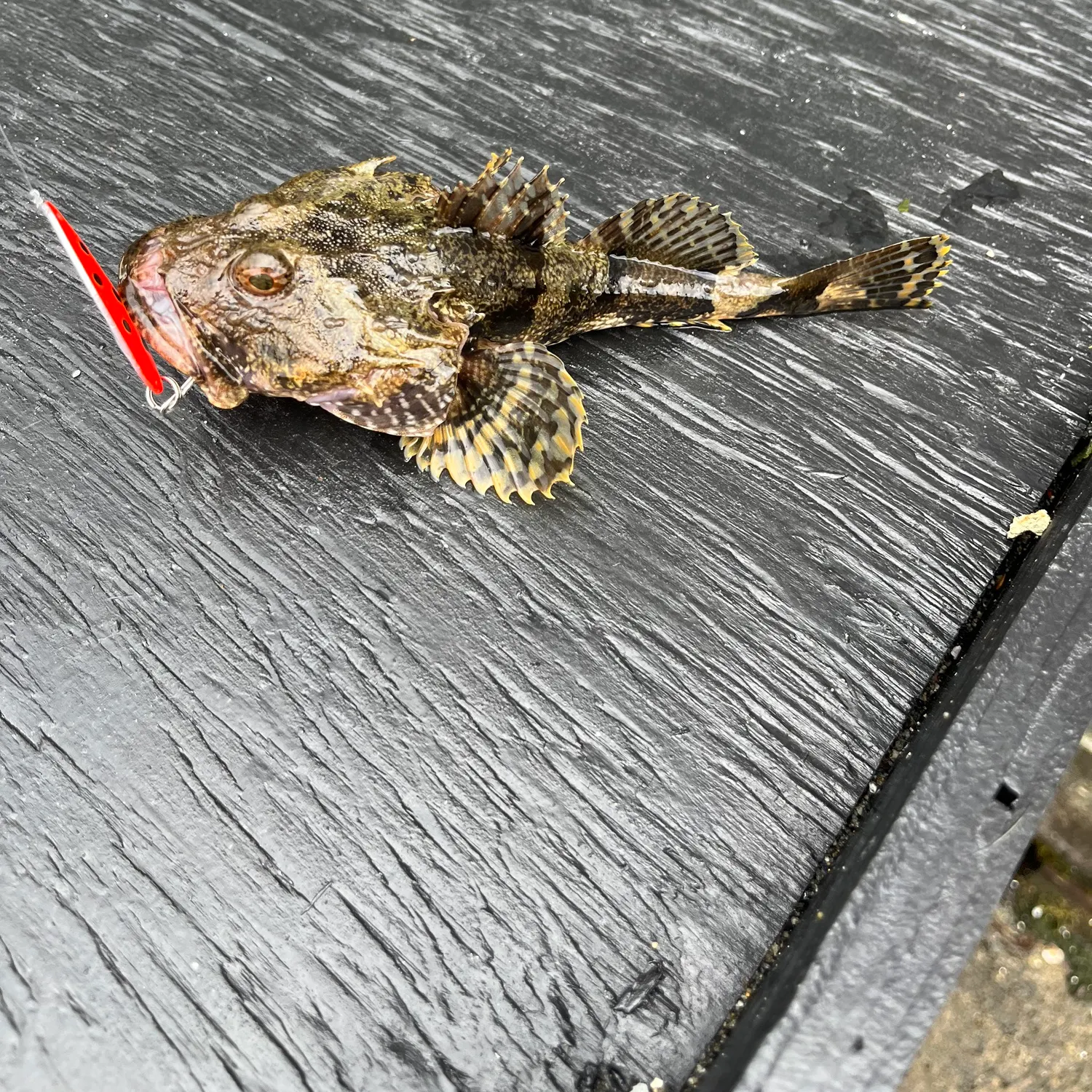 The most recent Great sculpin catches on Fishbrain