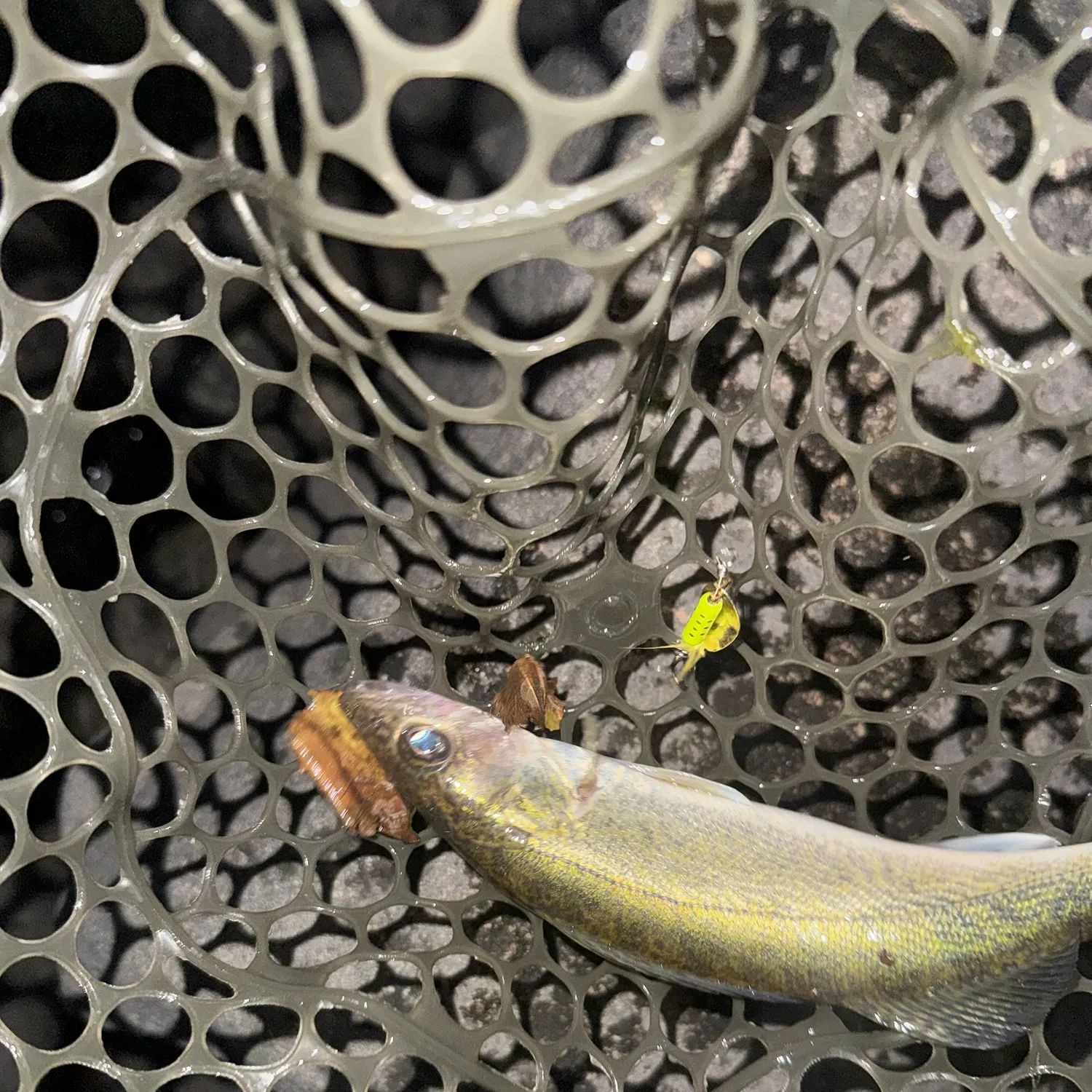 The most recent Walleye catches on Fishbrain