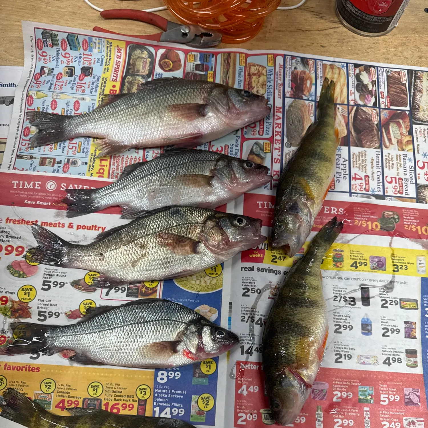 recently logged catches
