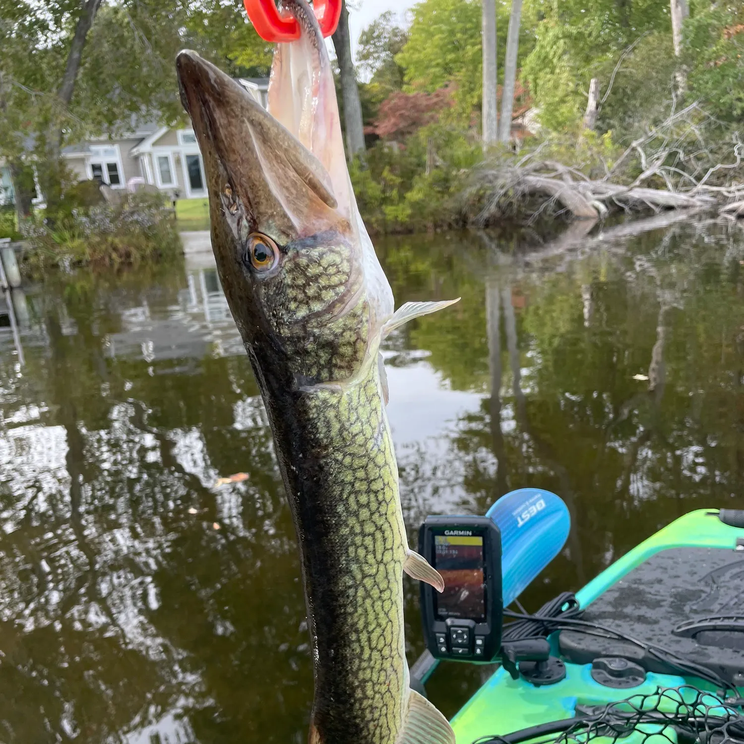 Chain pickerel caught on Fishbrain