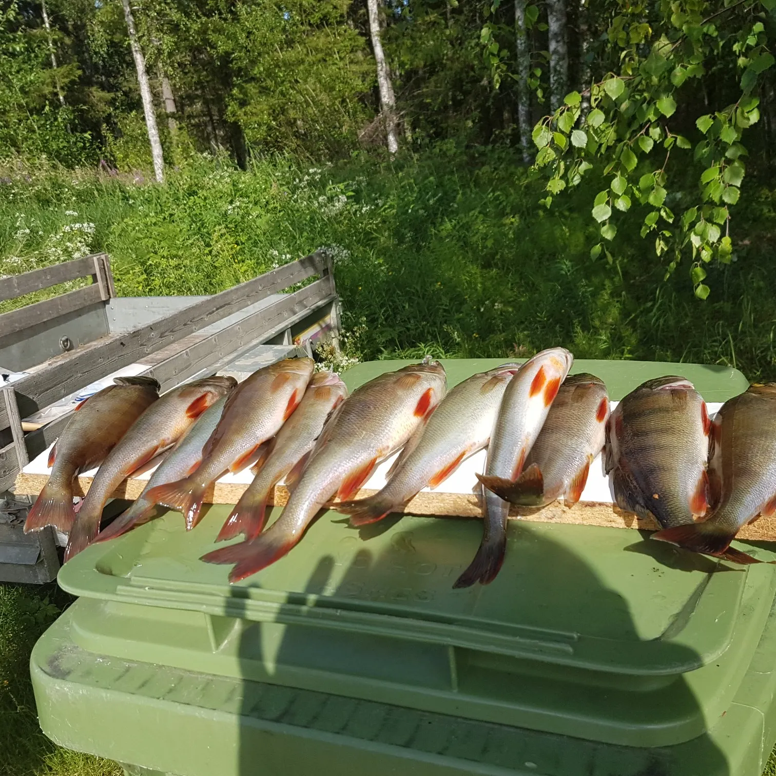 recently logged catches