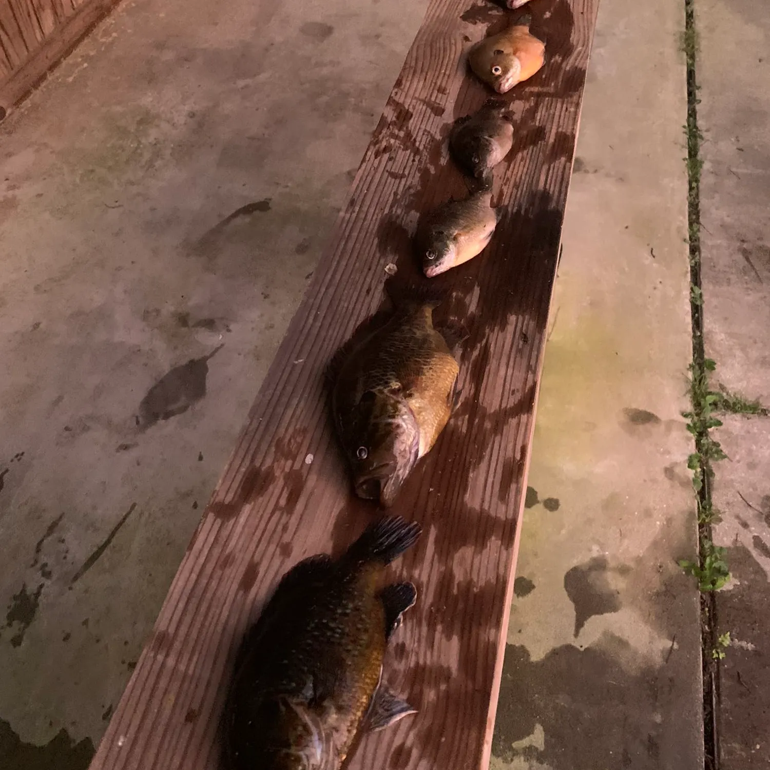 recently logged catches