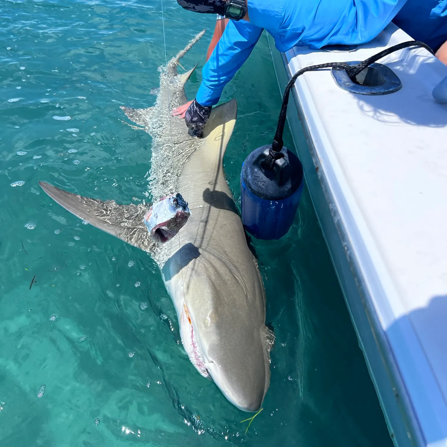The most recent Lemon shark catches on Fishbrain