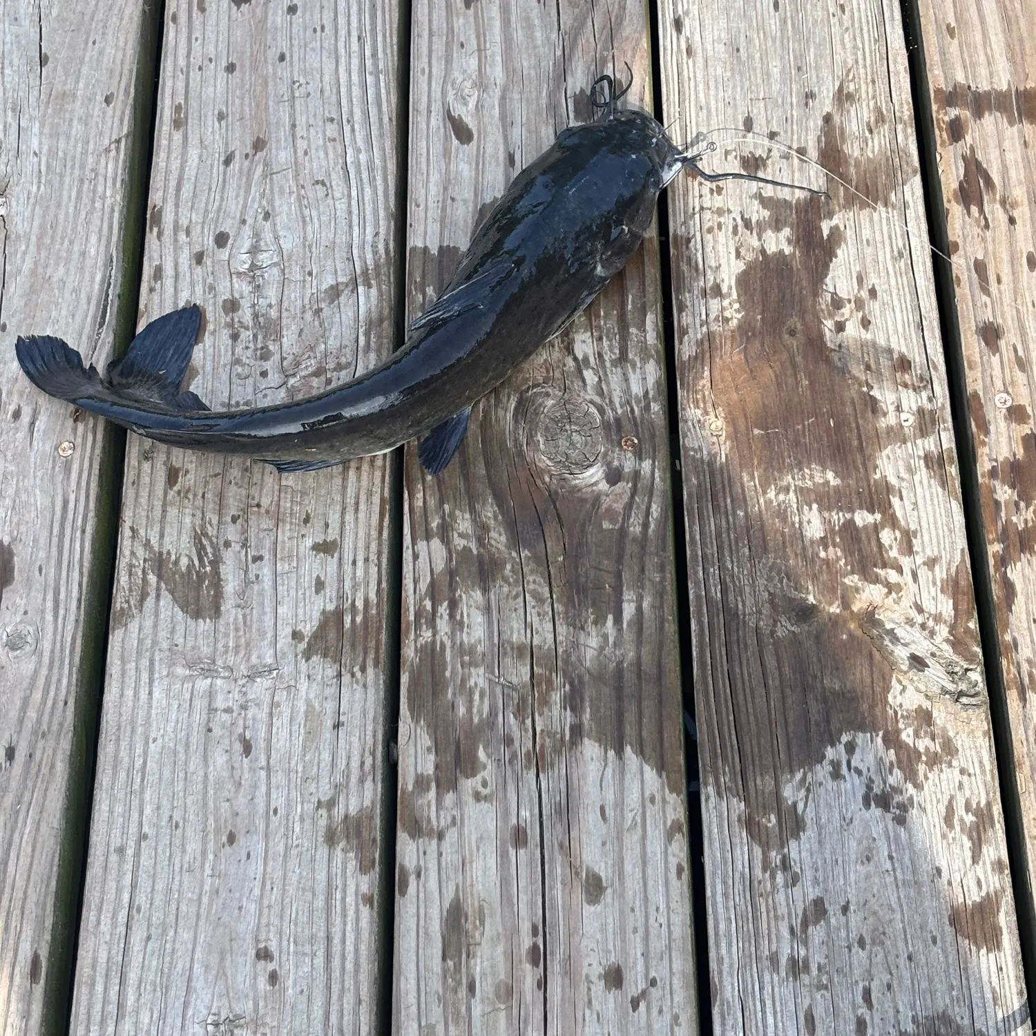 Channel catfish caught on Fishbrain