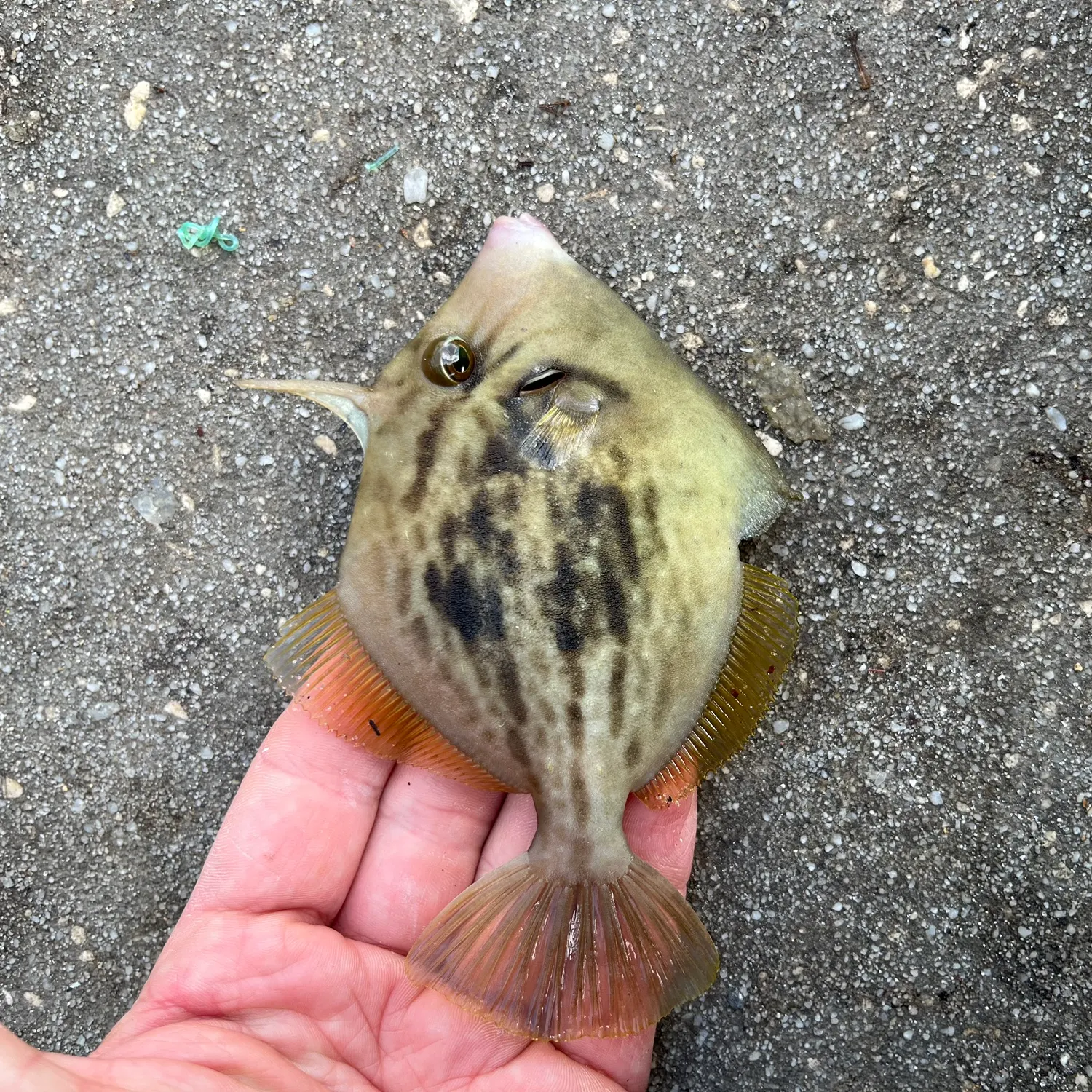 The most recent Planehead filefish catches on Fishbrain