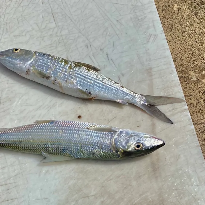 The most recent West Atlantic bonefish catches on Fishbrain