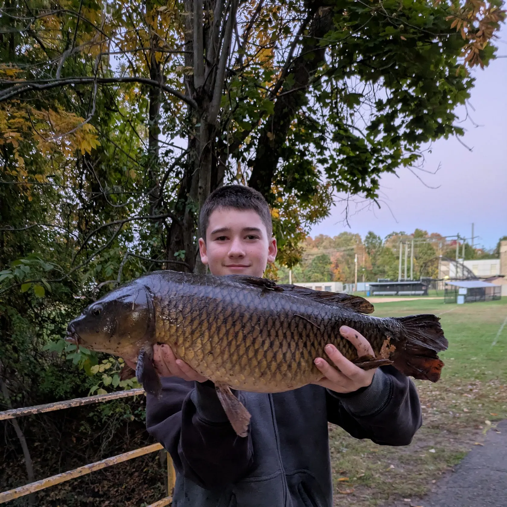 Common carp caught on Fishbrain