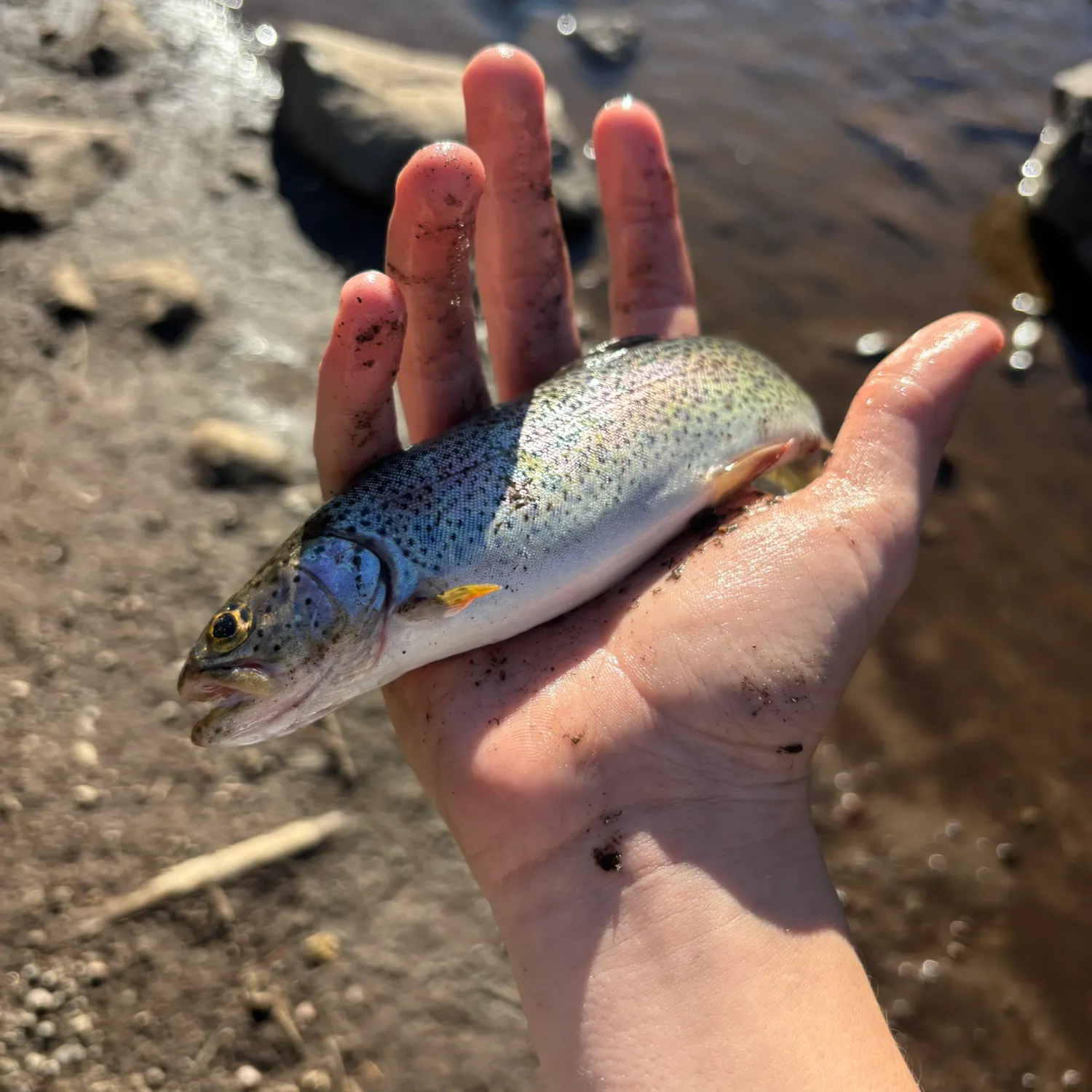 Rainbow trout caught on Fishbrain