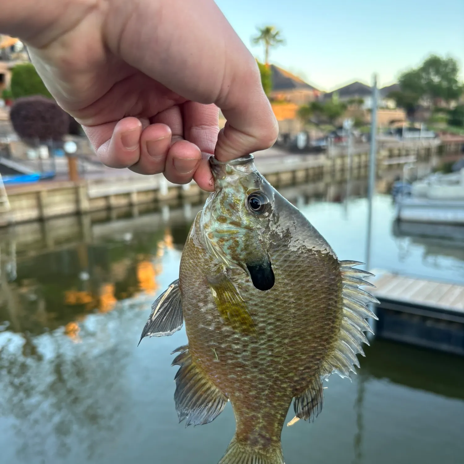 The most recent Bluegill x longear sunfish catches on Fishbrain