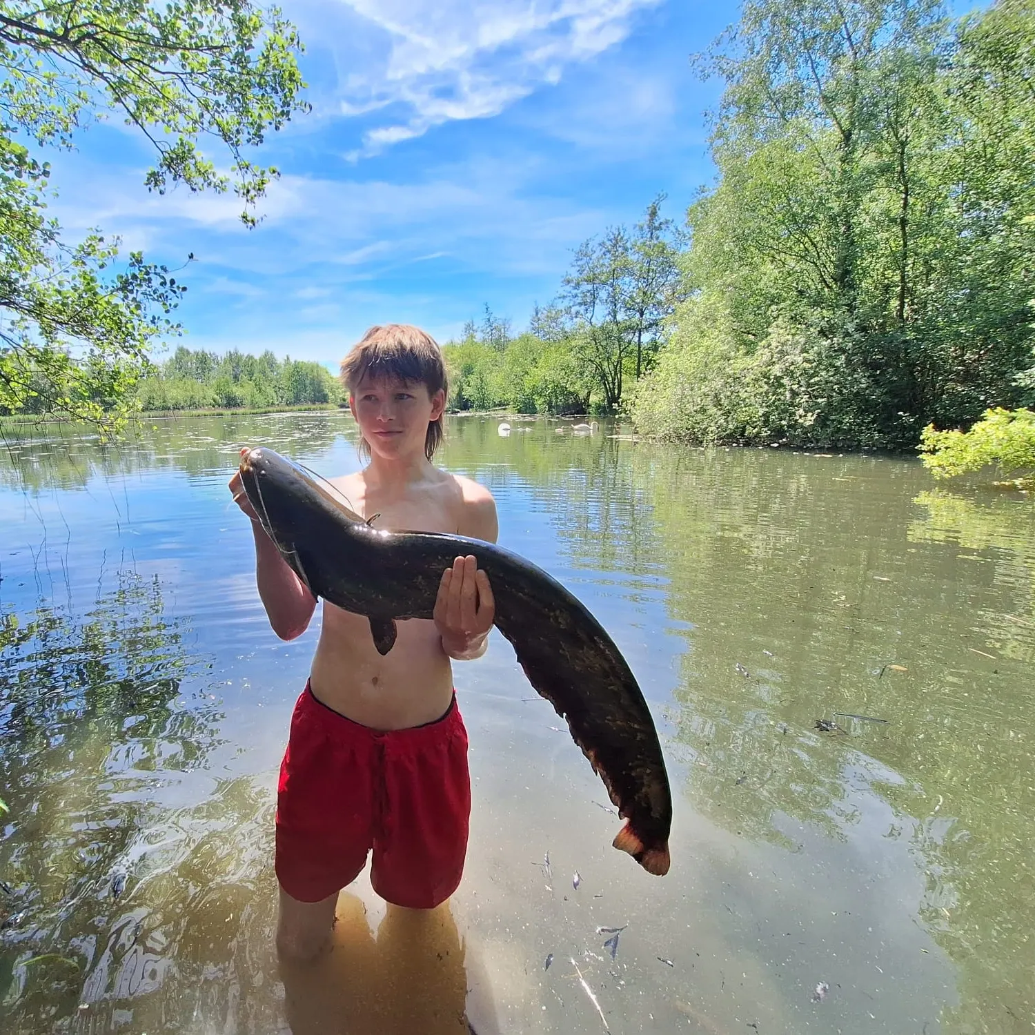 The most recent Wels catfish catches on Fishbrain