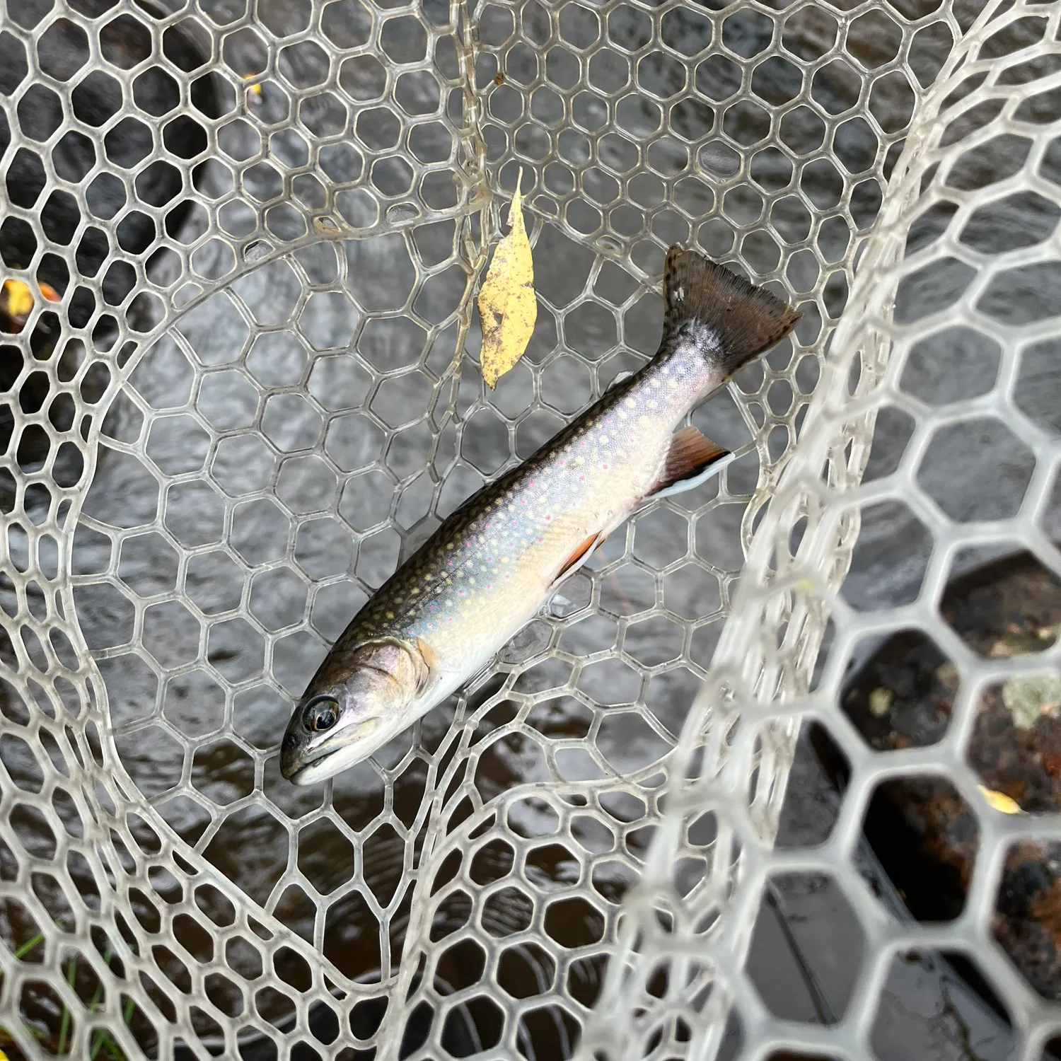 Brook trout caught on Fishbrain
