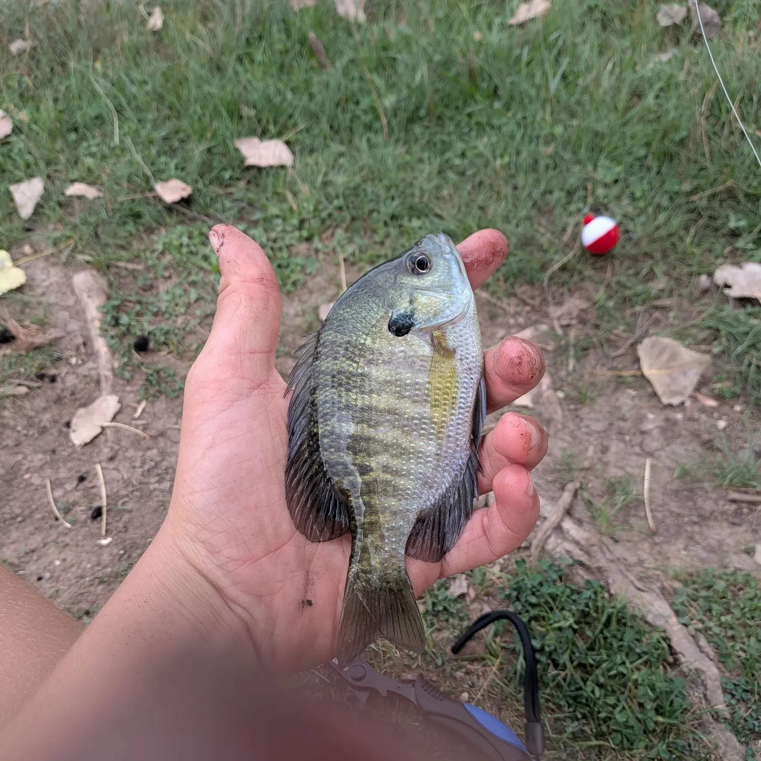 Bluegill caught on Fishbrain