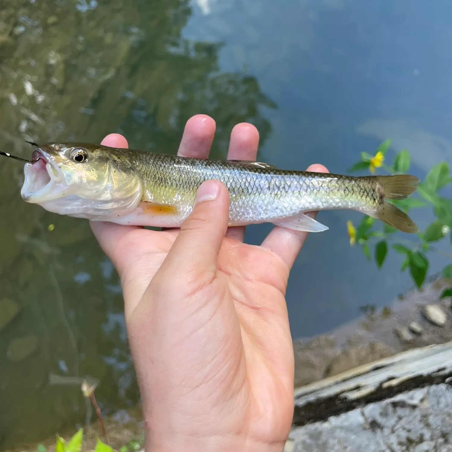 The most recent Creek chub catches on Fishbrain