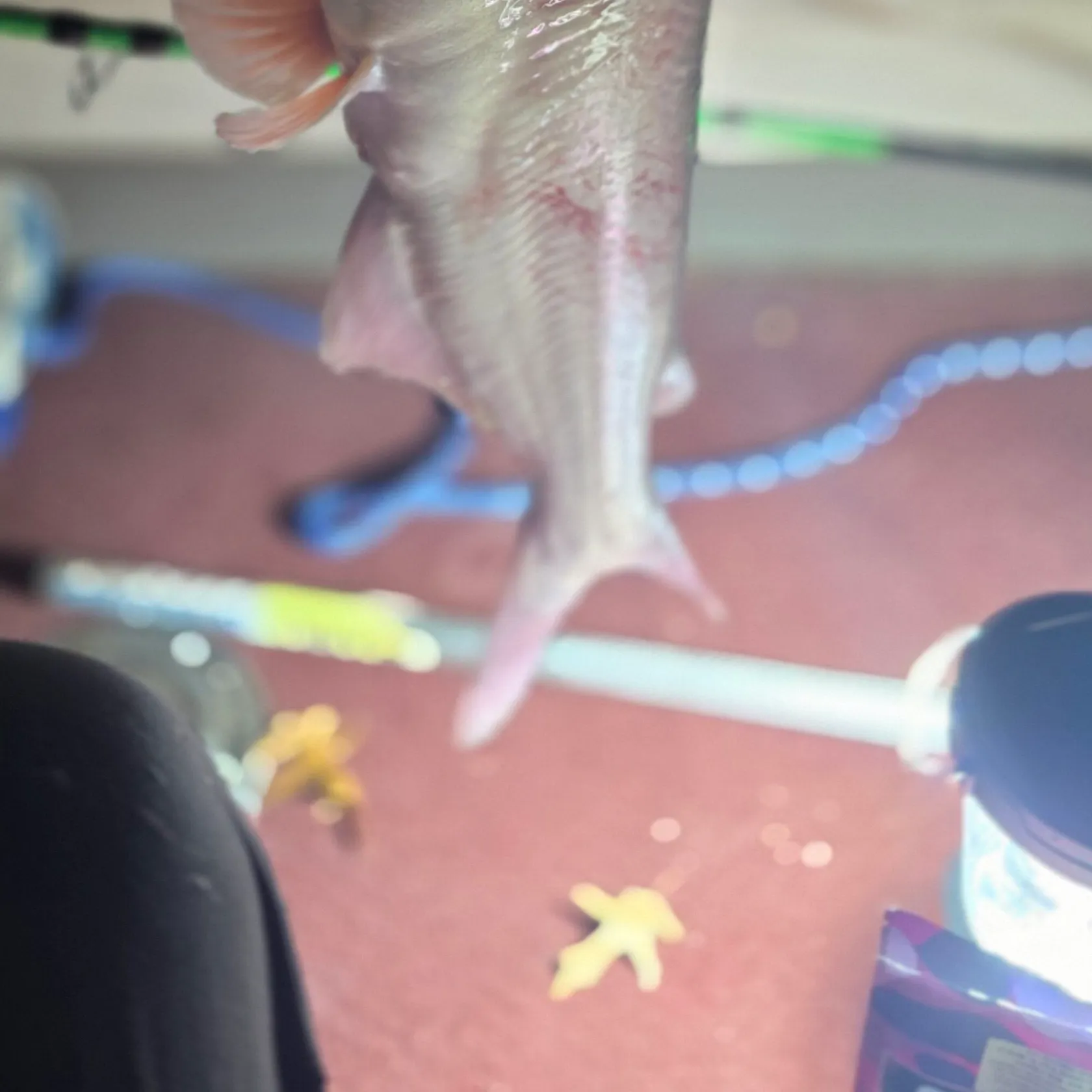 Blue catfish caught on Fishbrain
