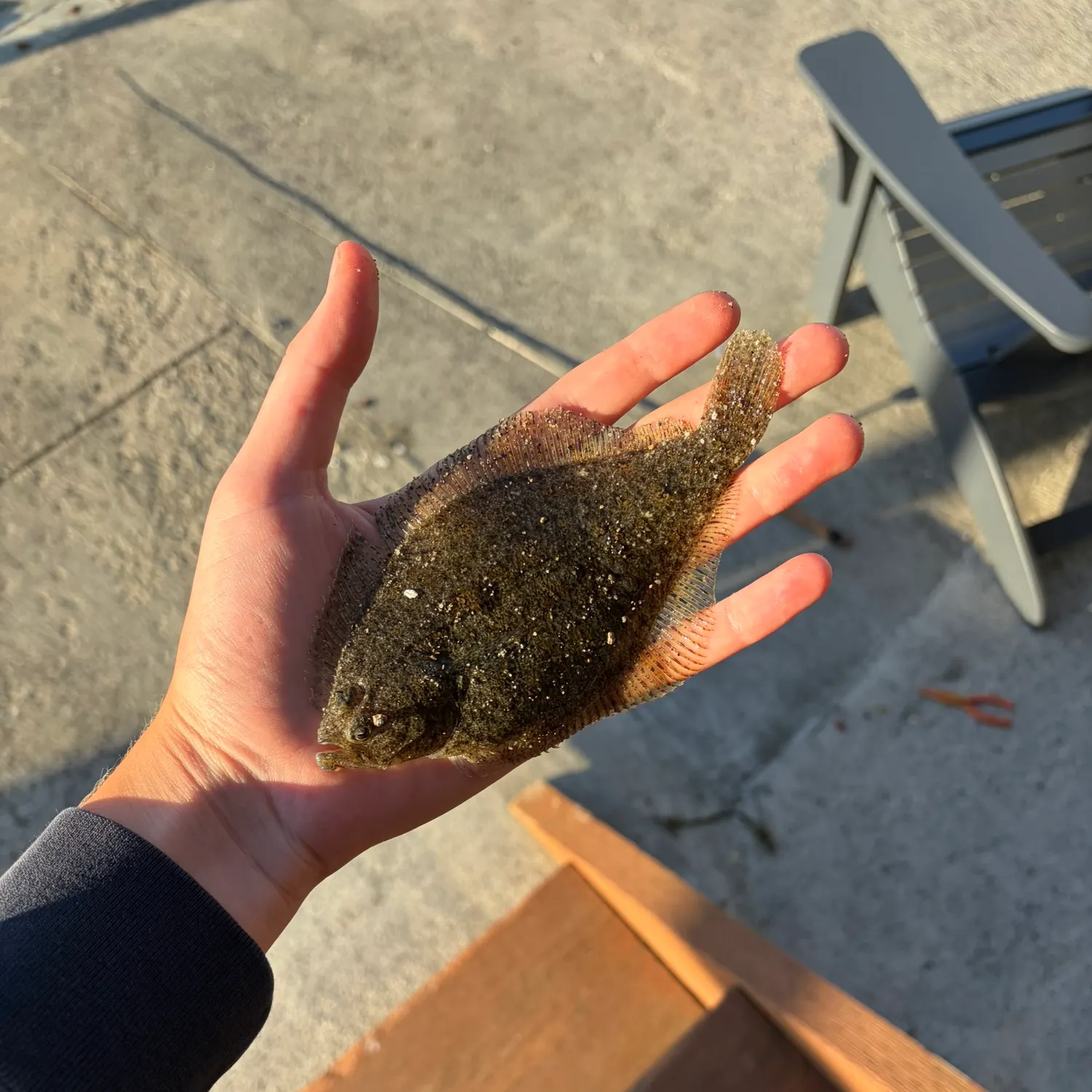 The most recent English sole catches on Fishbrain