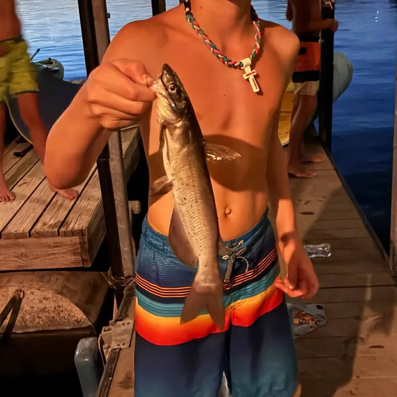 Channel catfish caught on Fishbrain