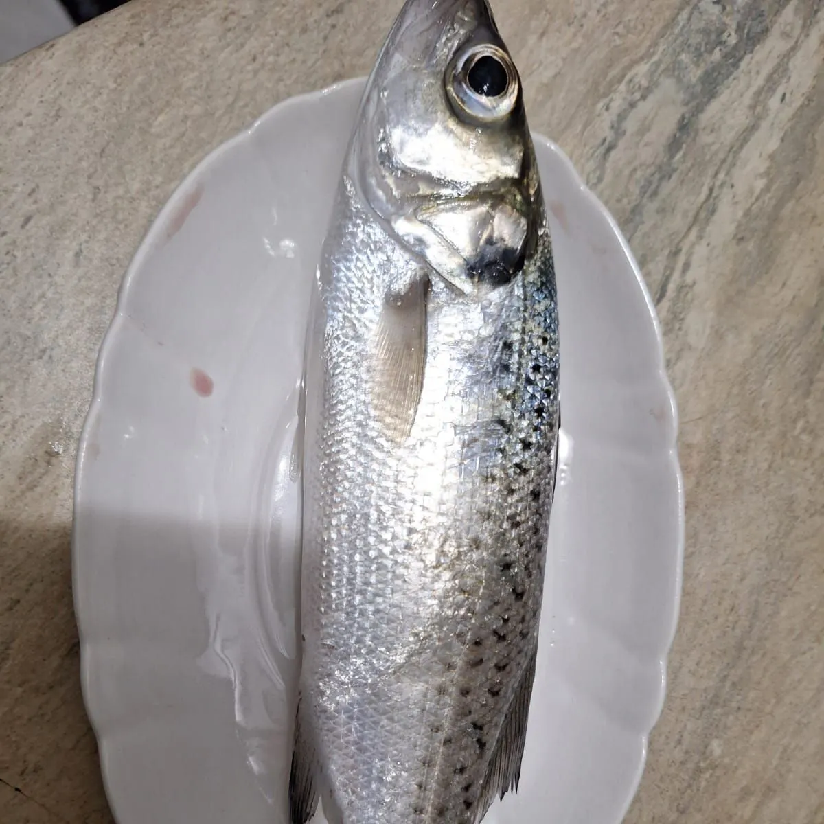 The most recent Giant sea bass catches on Fishbrain