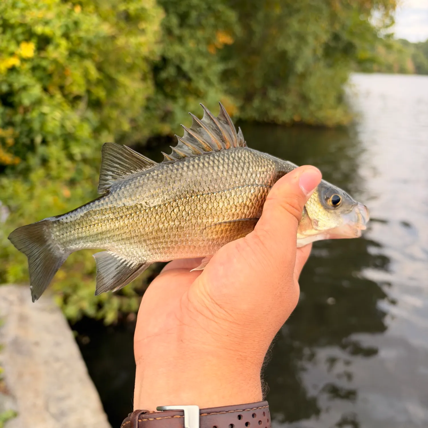 White perch caught on Fishbrain