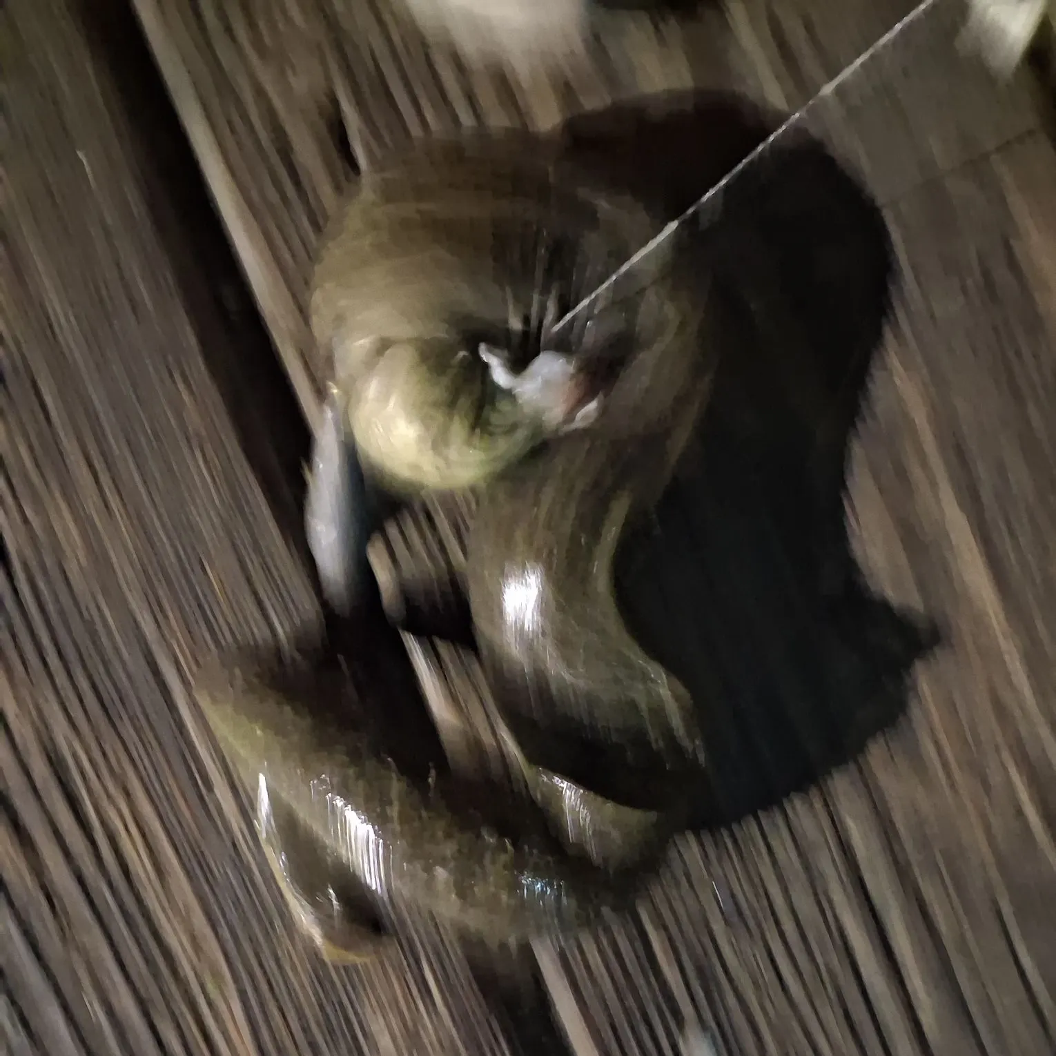 The most recent California moray catches on Fishbrain