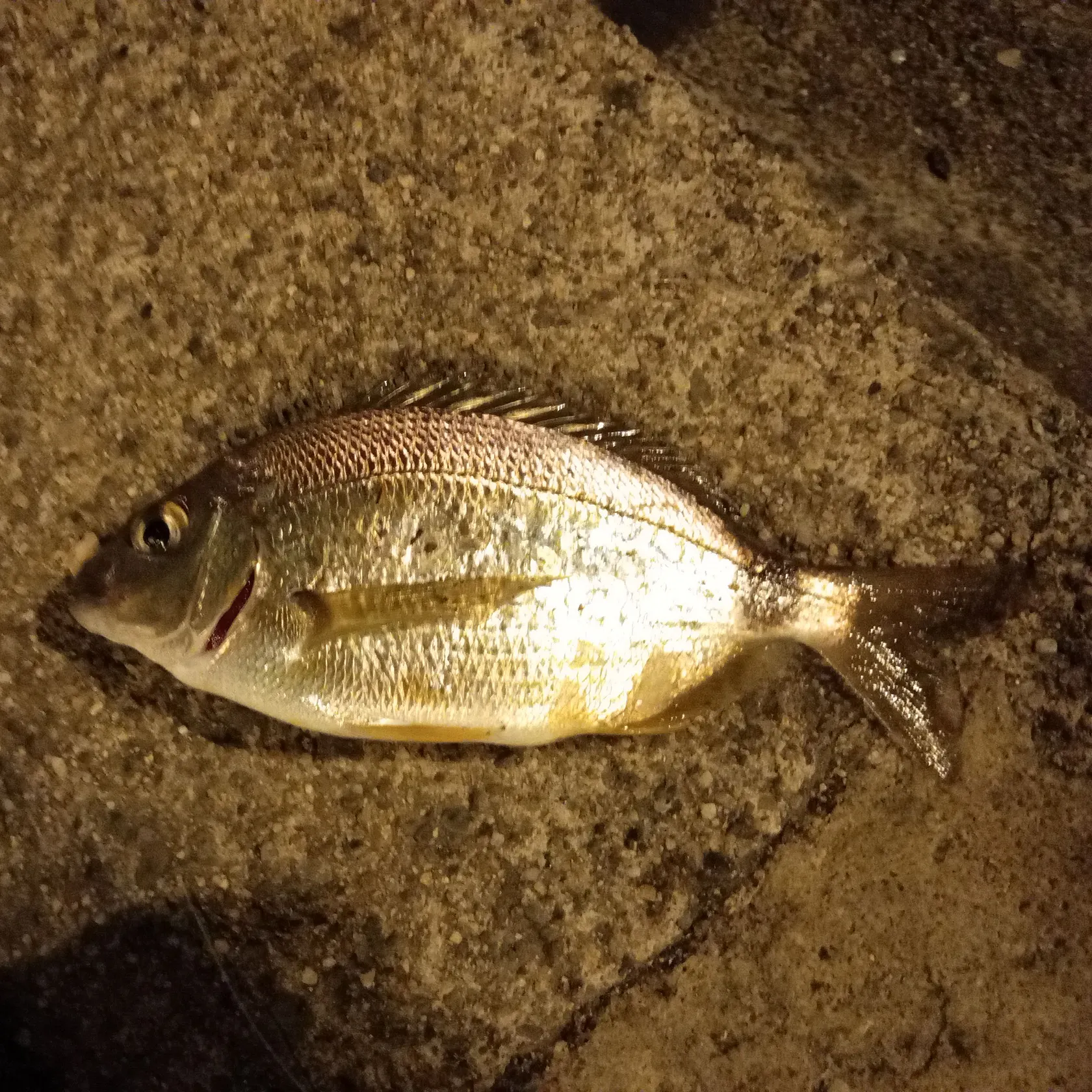 The most recent Dorada catches on Fishbrain