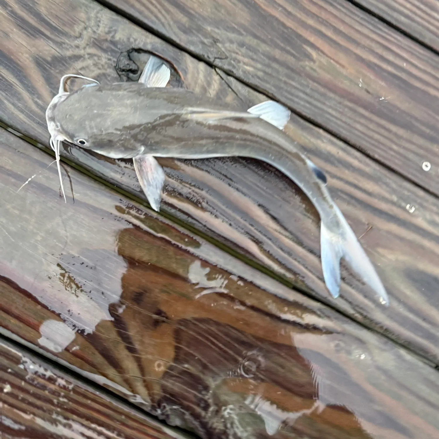 Hardhead sea catfish caught on Fishbrain