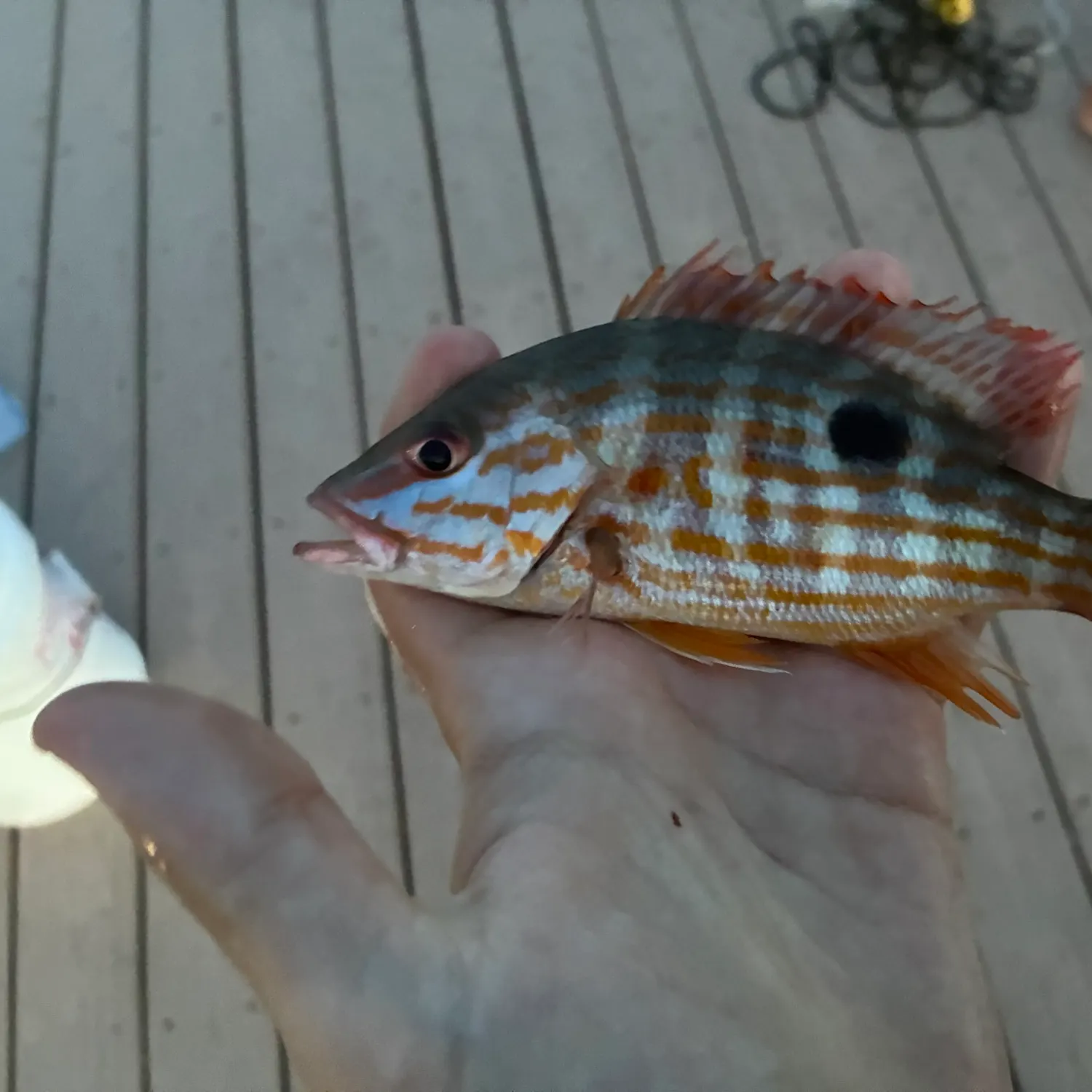 Lane snapper caught on Fishbrain
