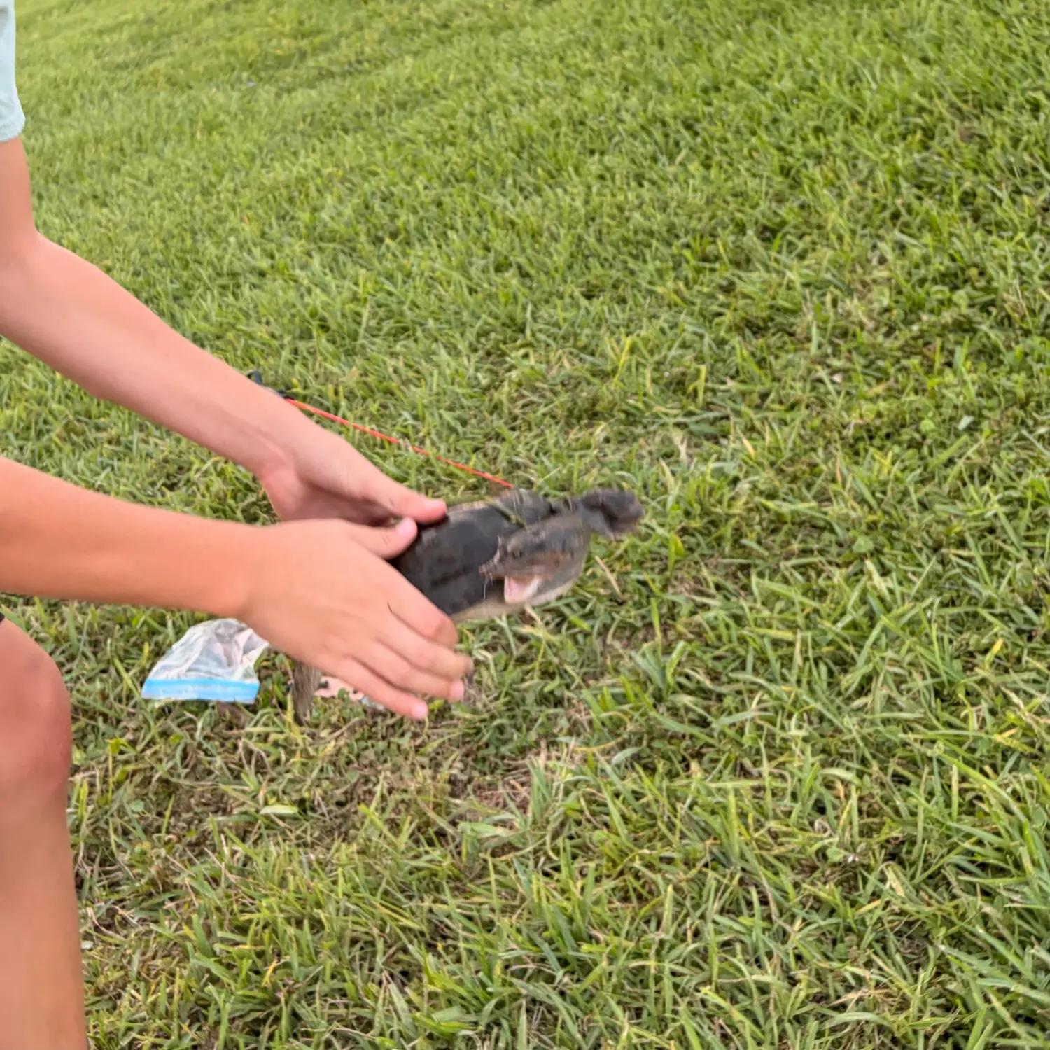 The most recent Florida softshell turtle catches on Fishbrain
