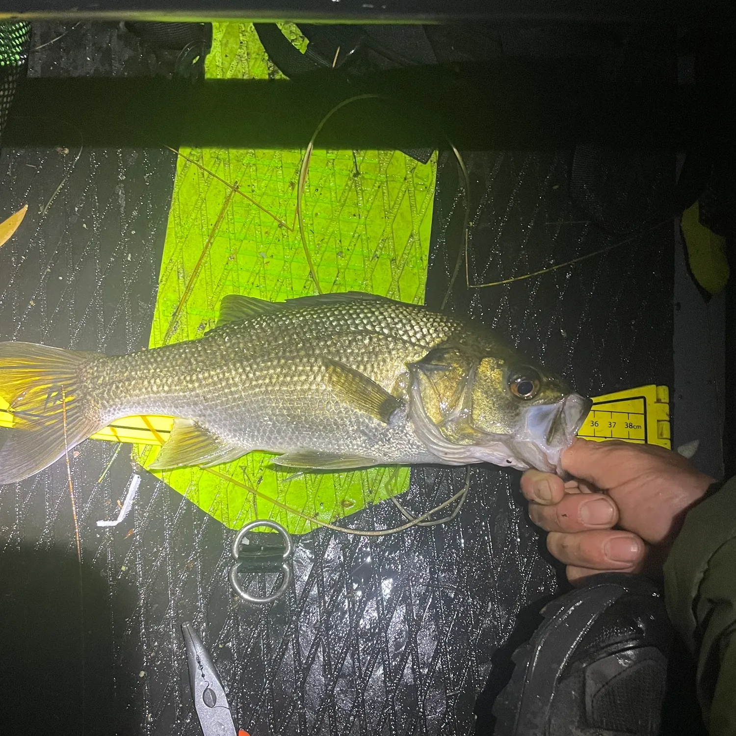 Australian bass caught on Fishbrain