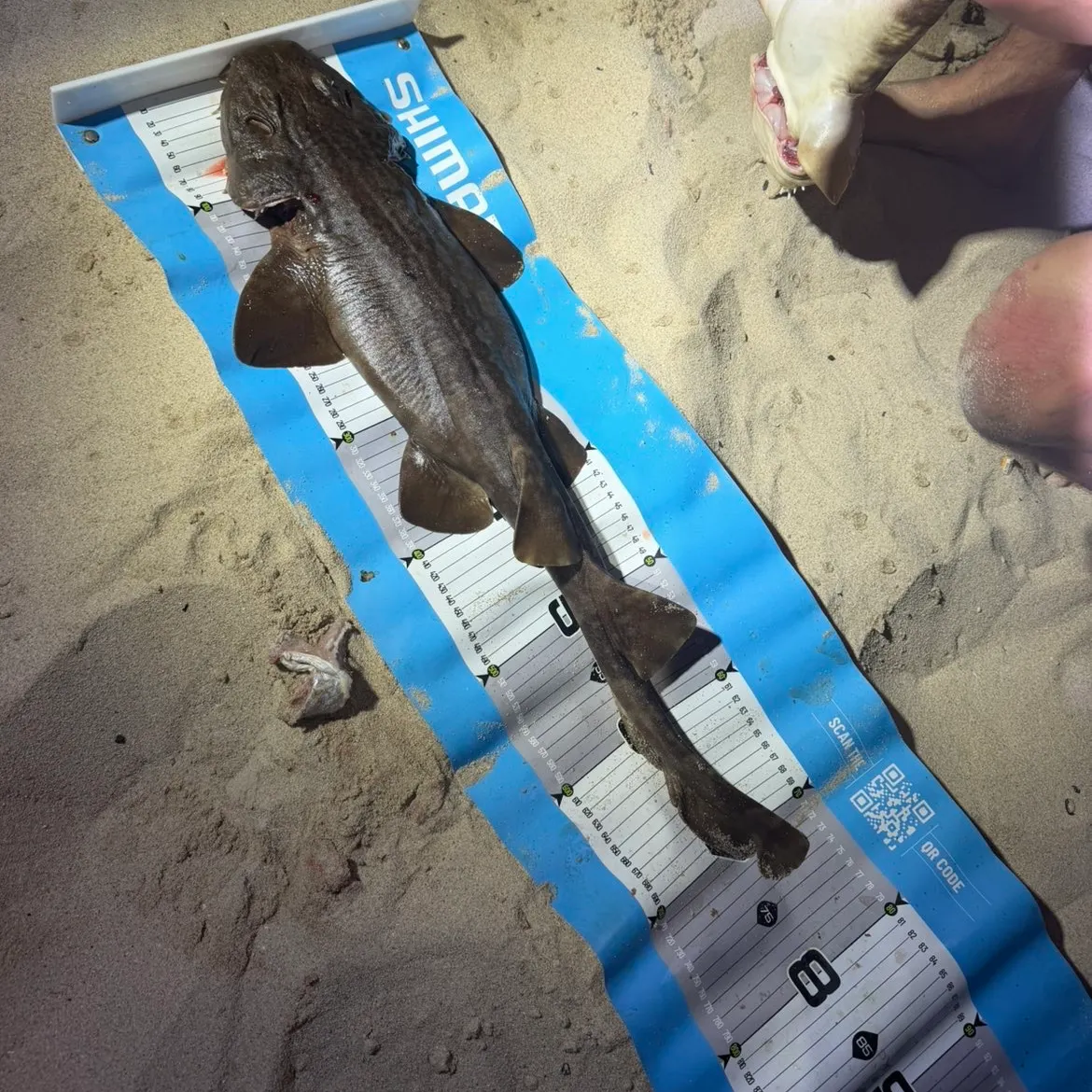 The most recent Gulf wobbegong catches on Fishbrain