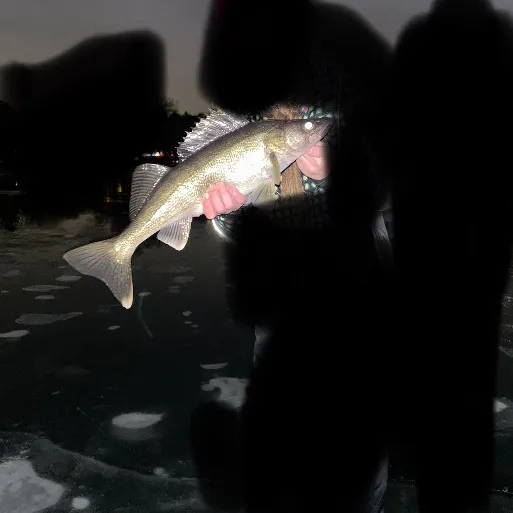The most recent Walleye catches on Fishbrain