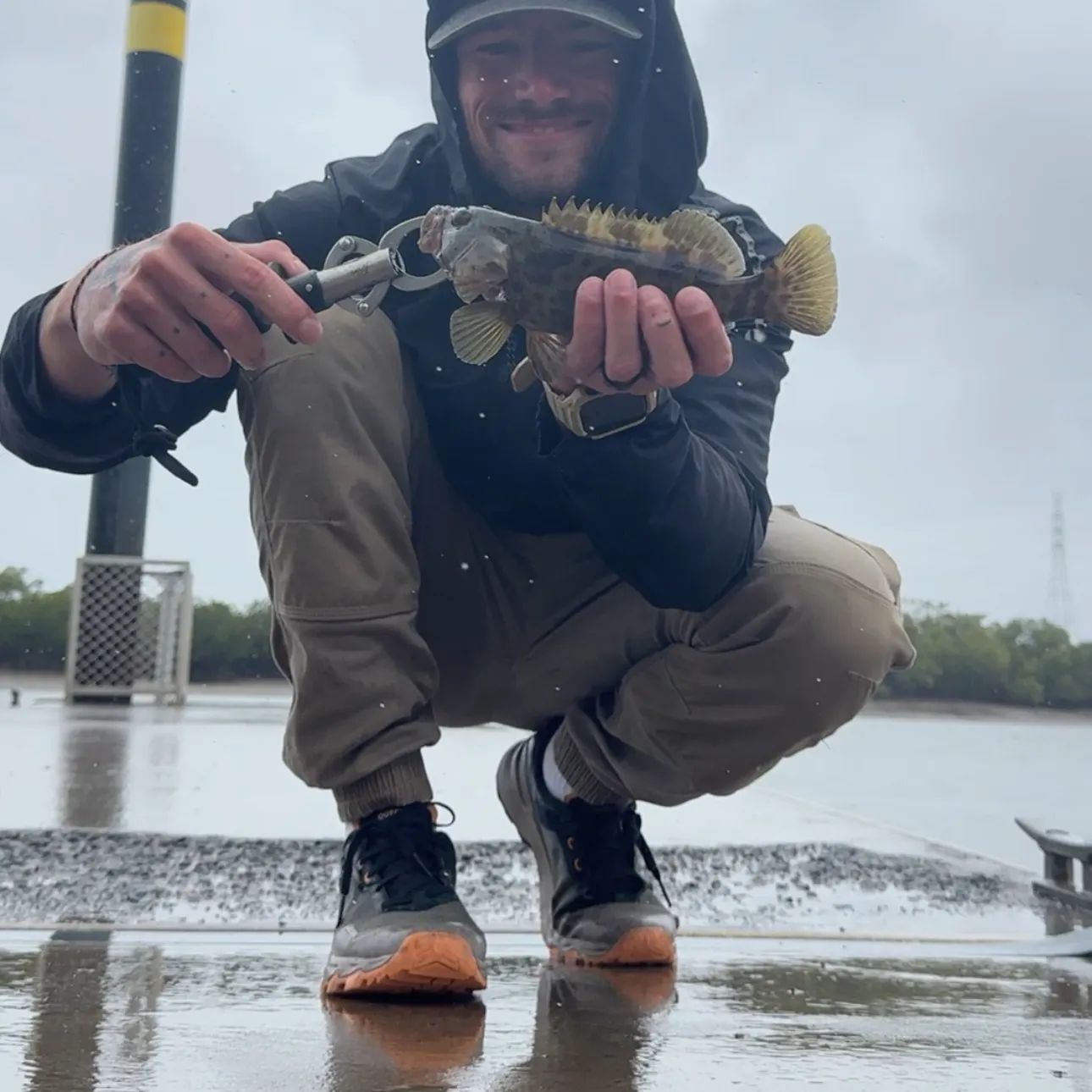 Orange-spotted grouper caught on Fishbrain