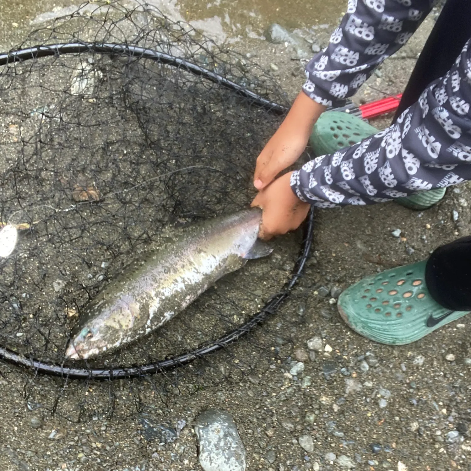 Pink salmon caught on Fishbrain