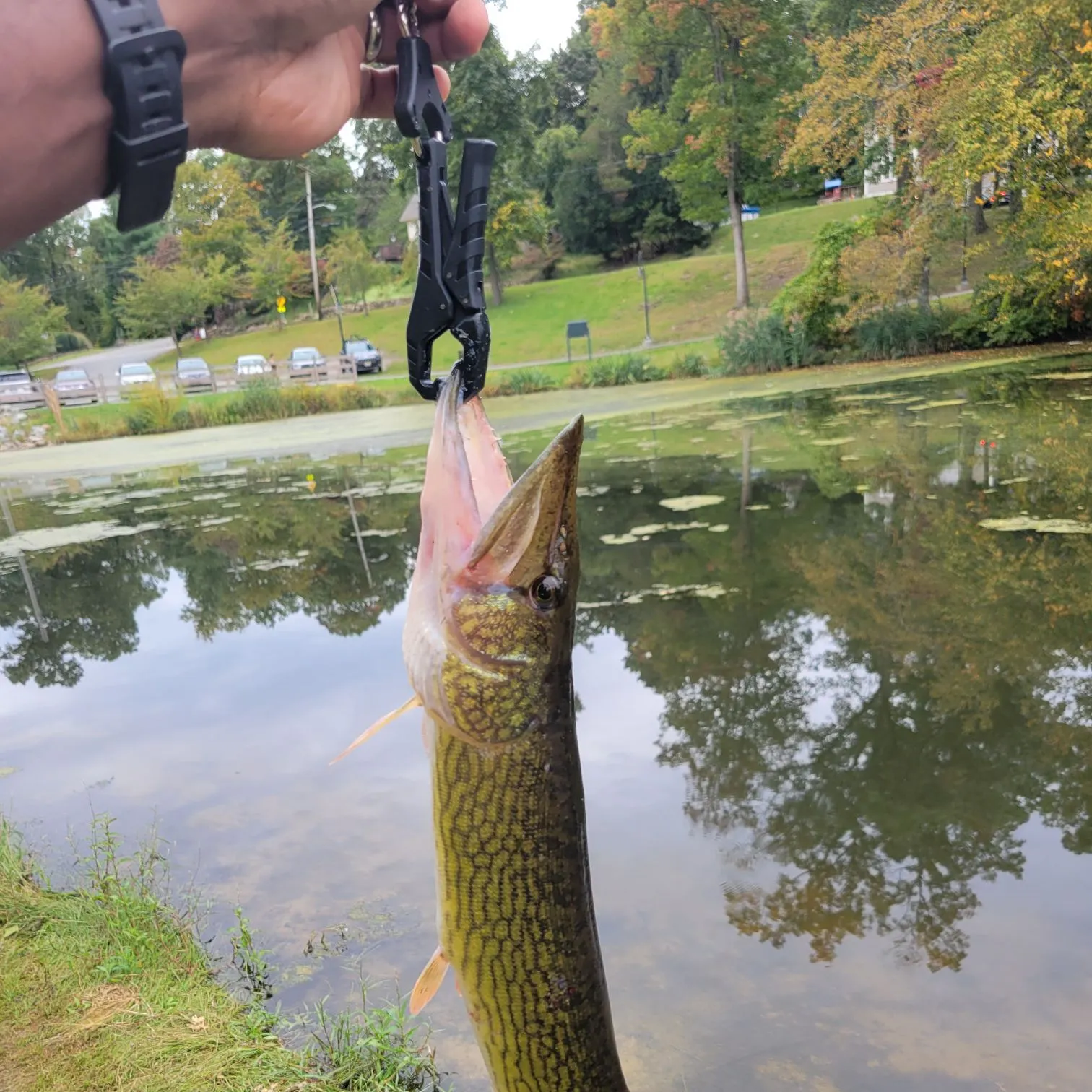 Chain pickerel caught on Fishbrain