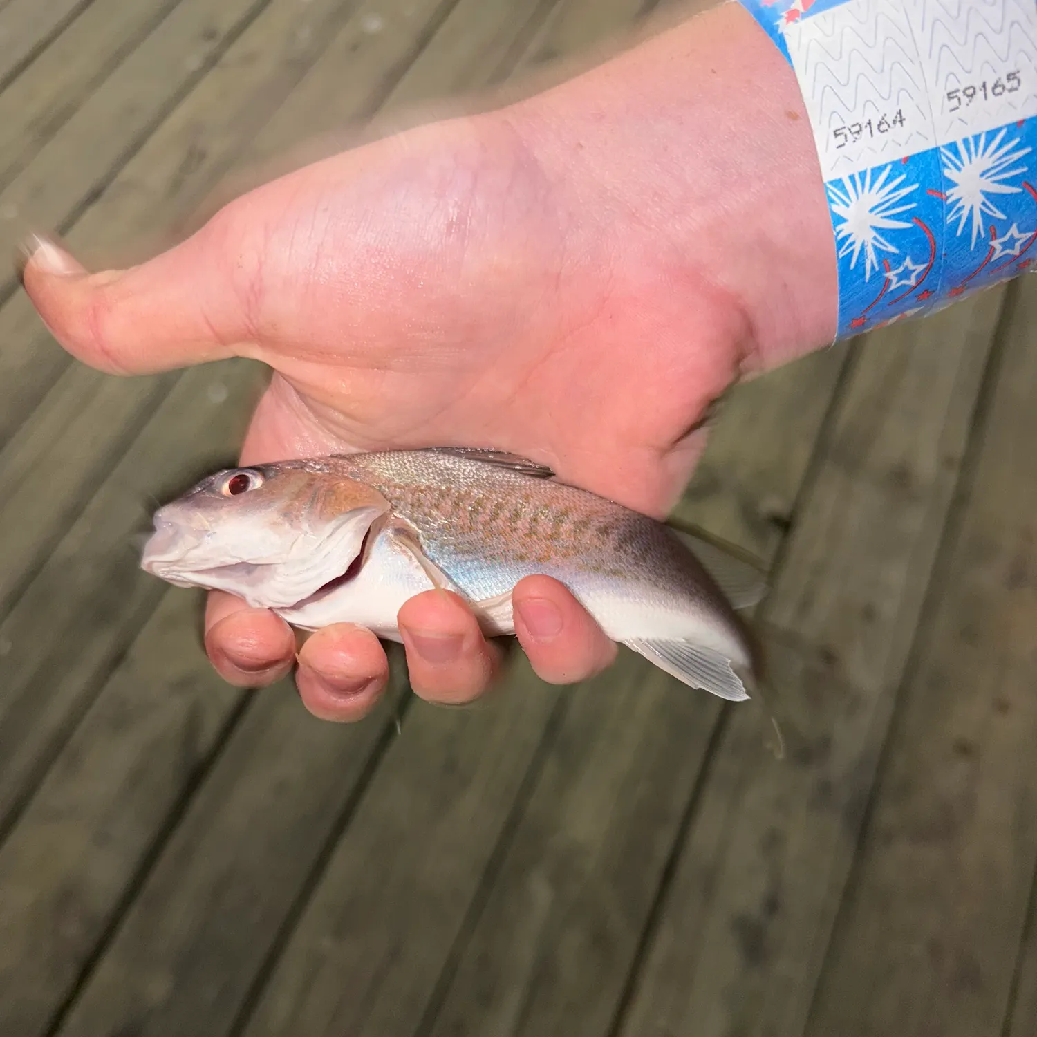 Atlantic croaker caught on Fishbrain