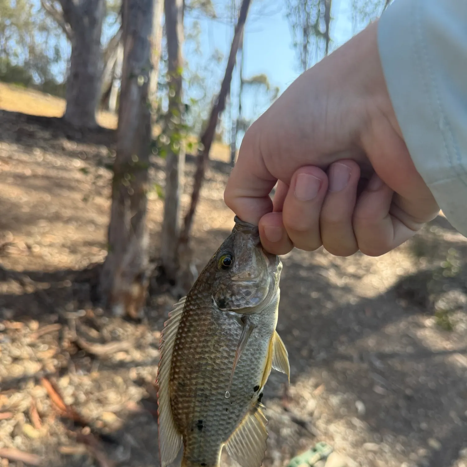 The most recent Mozambique tilapia catches on Fishbrain