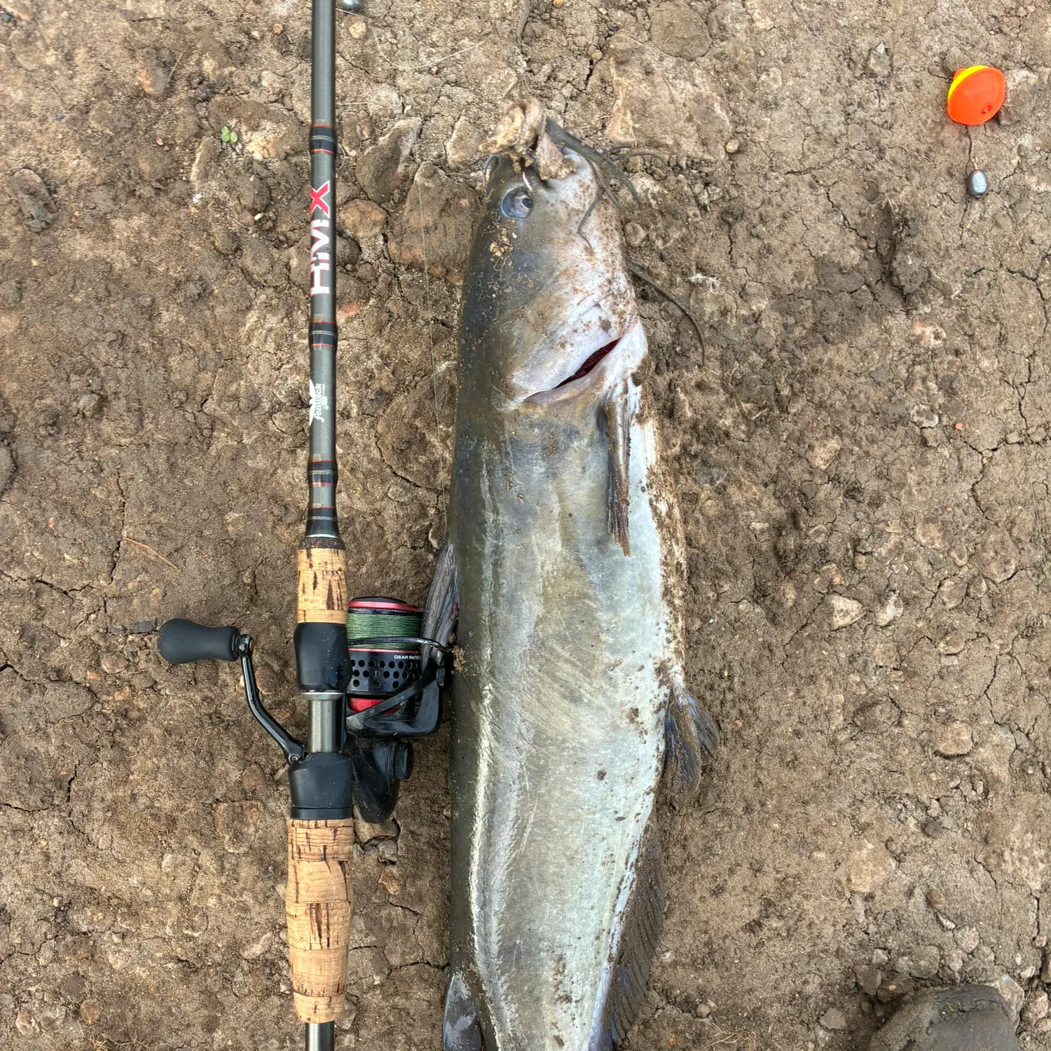 Channel catfish caught on Fishbrain