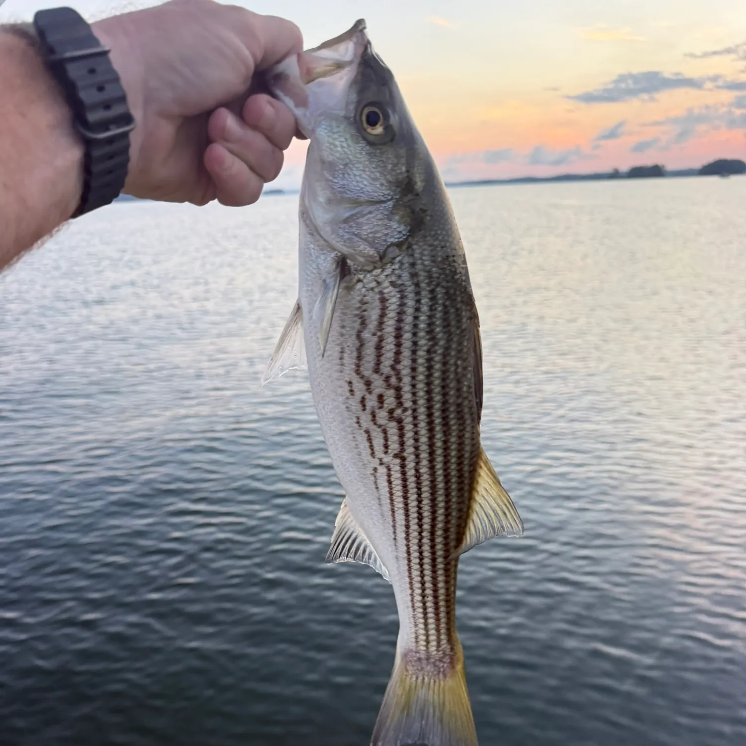 Striped bass caught on Fishbrain