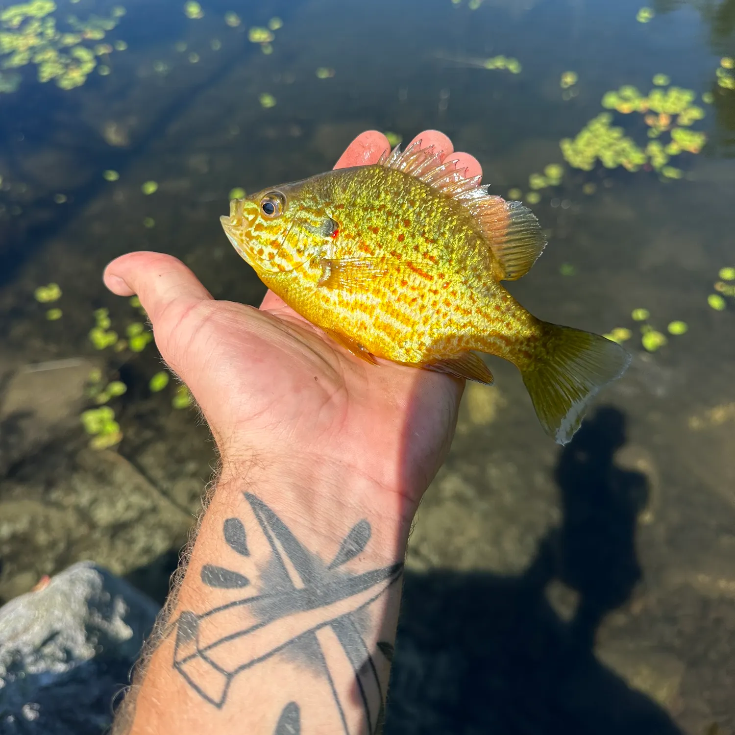 The most recent Pumpkinseed catches on Fishbrain