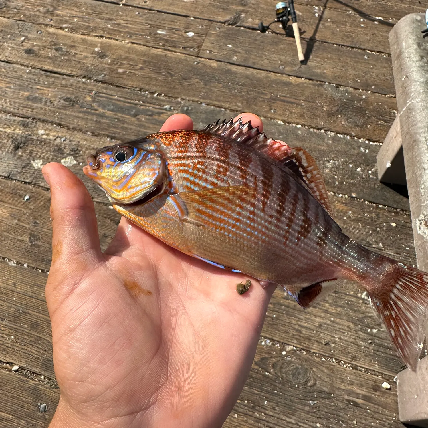 The most recent Rainbow surfperch catches on Fishbrain