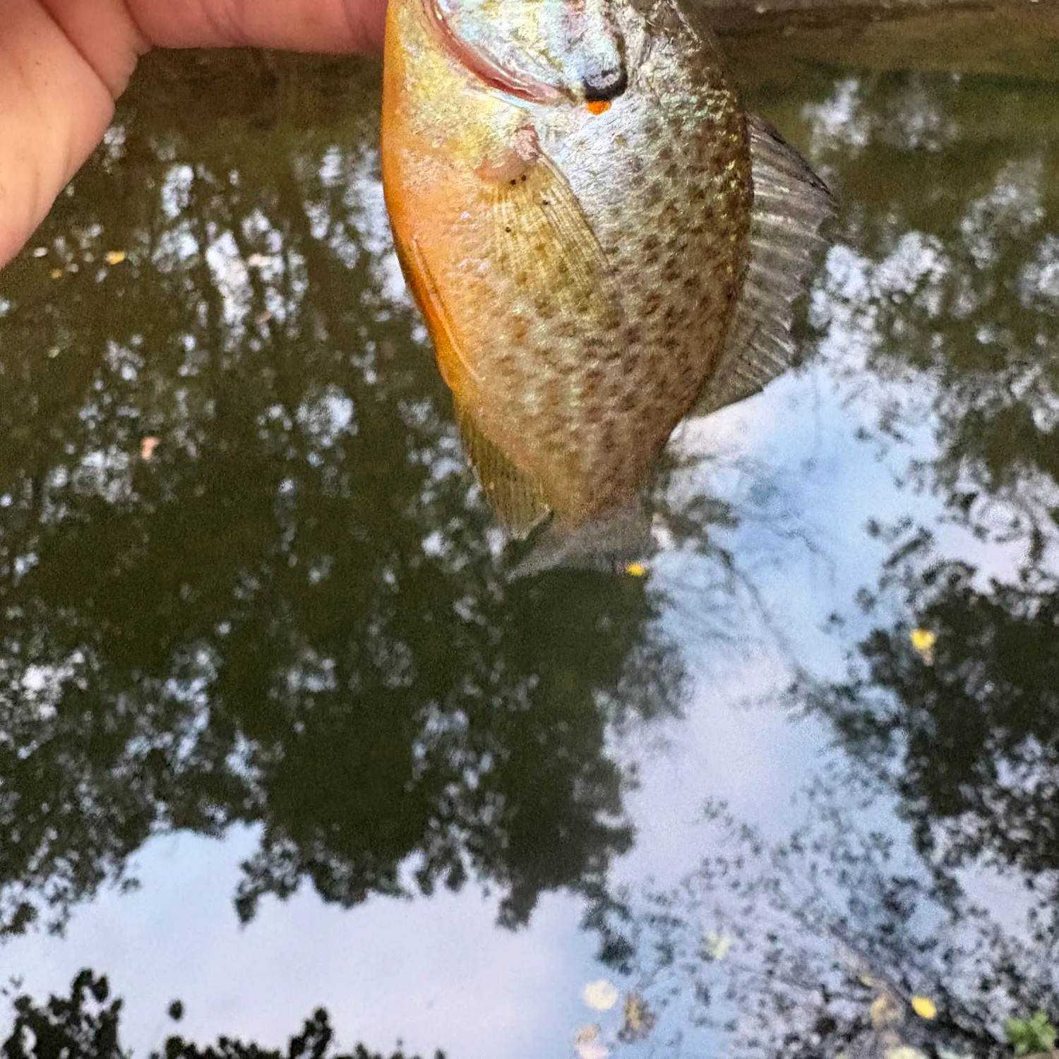 Pumpkinseed caught on Fishbrain