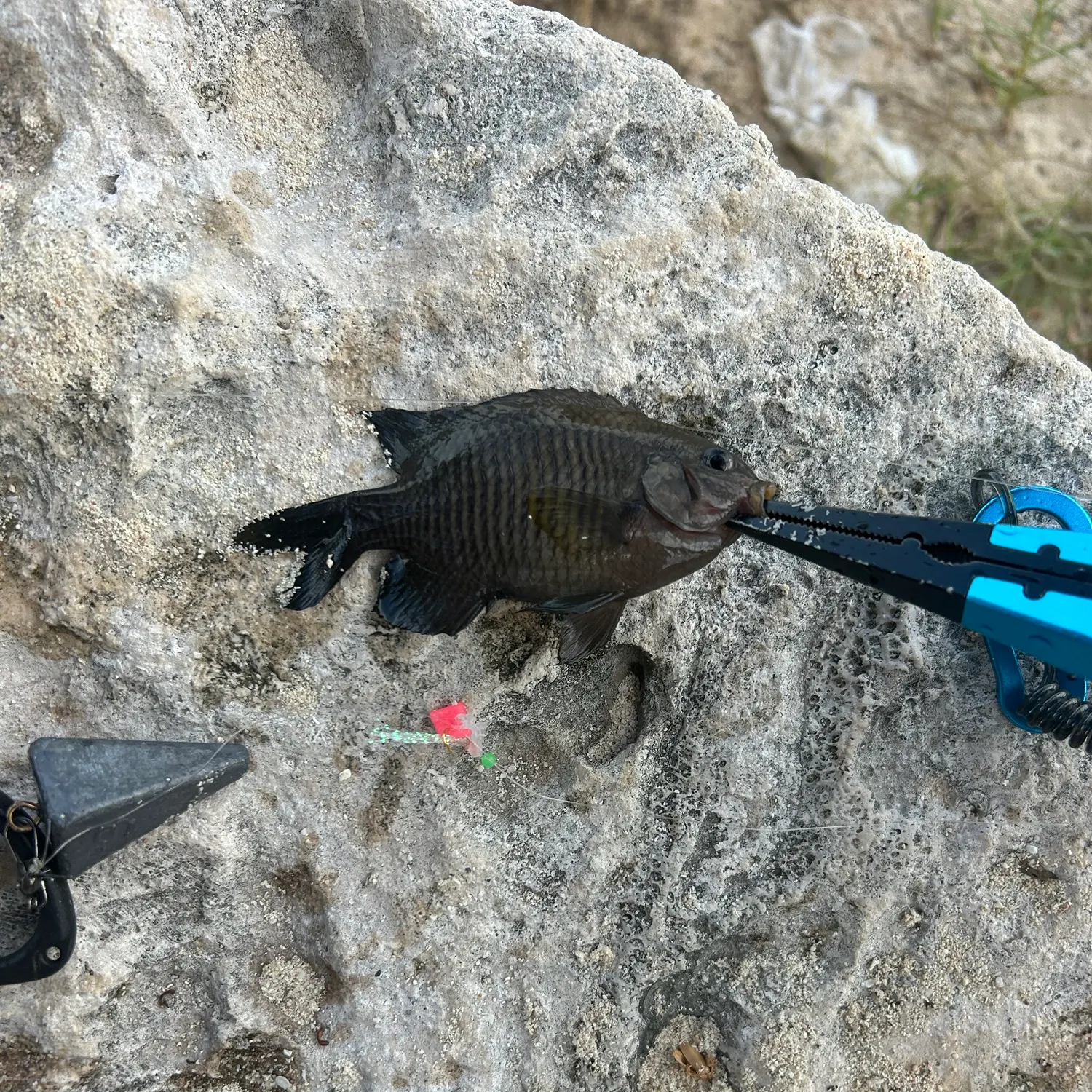 The most recent Dusky damselfish catches on Fishbrain