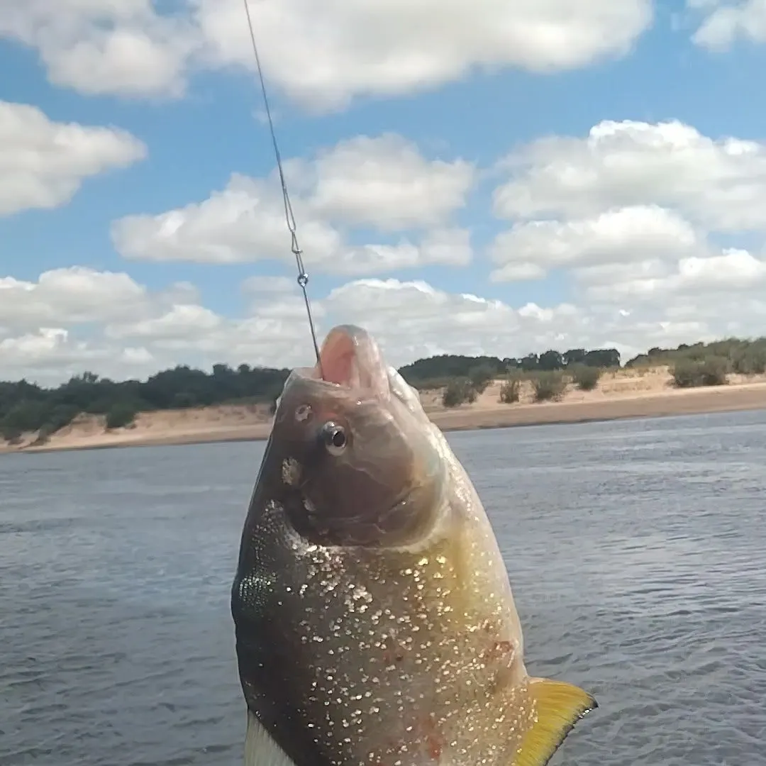 The most recent Red-bellied piranha catches on Fishbrain