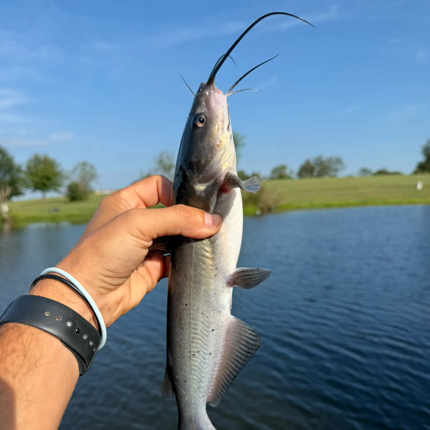 Channel catfish caught on Fishbrain