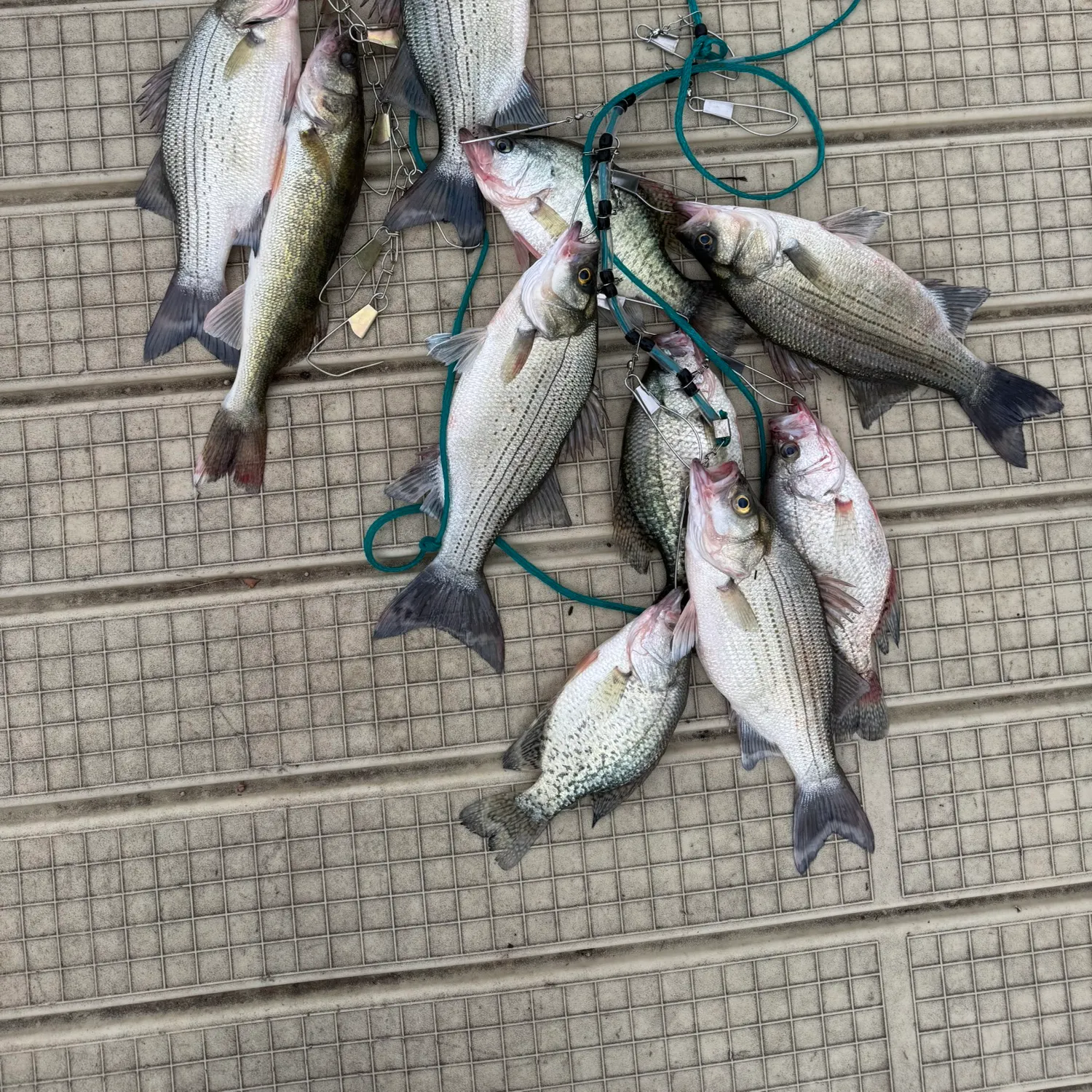 recently logged catches