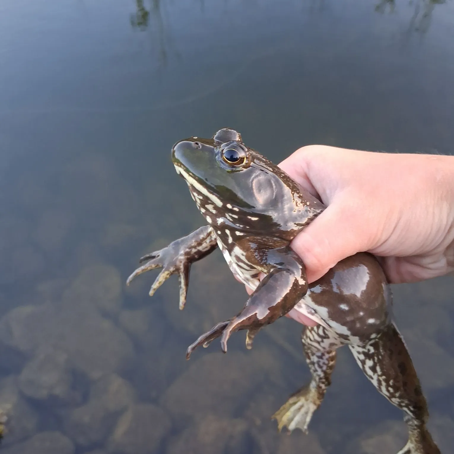 American bullfrog caught on Fishbrain