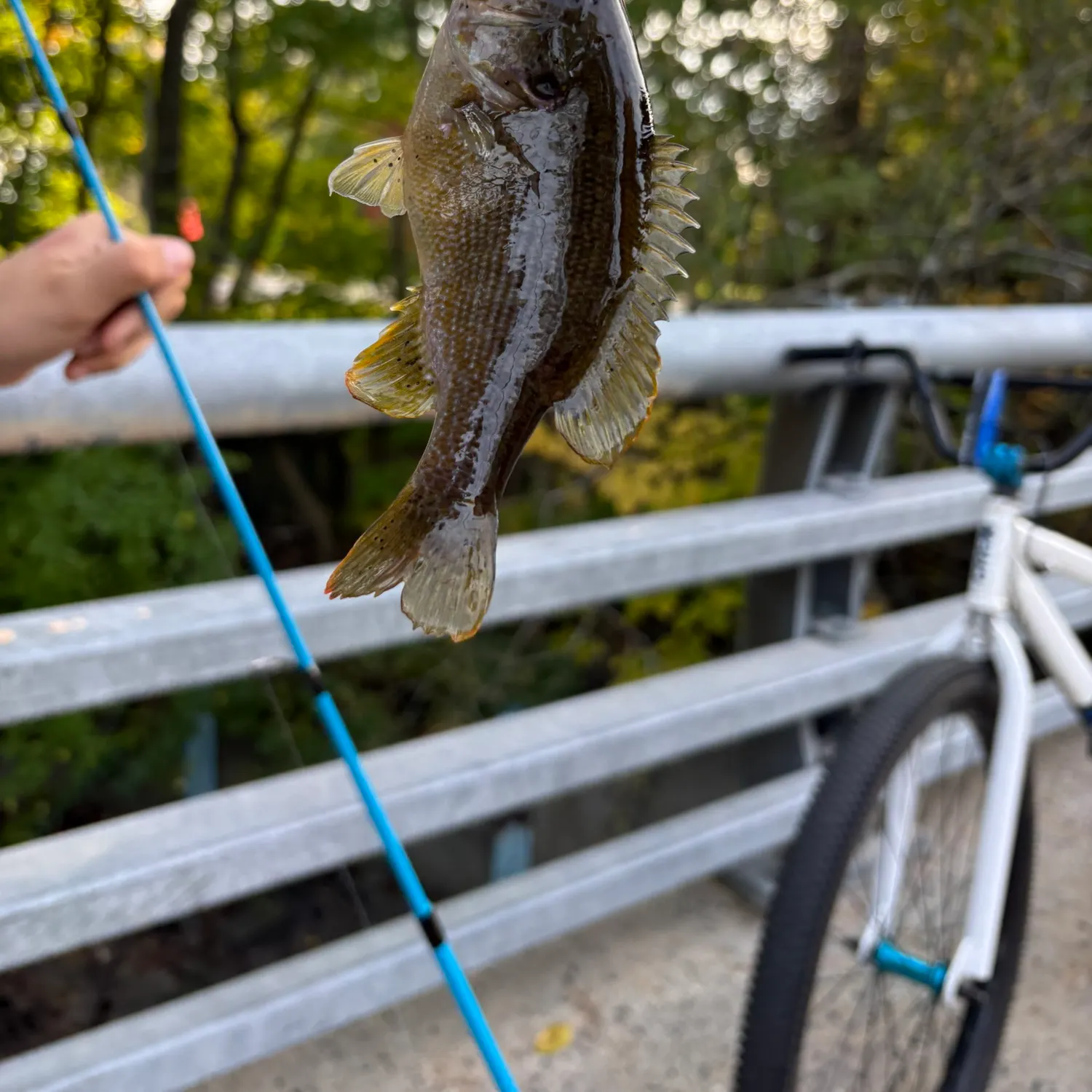 Green sunfish caught on Fishbrain