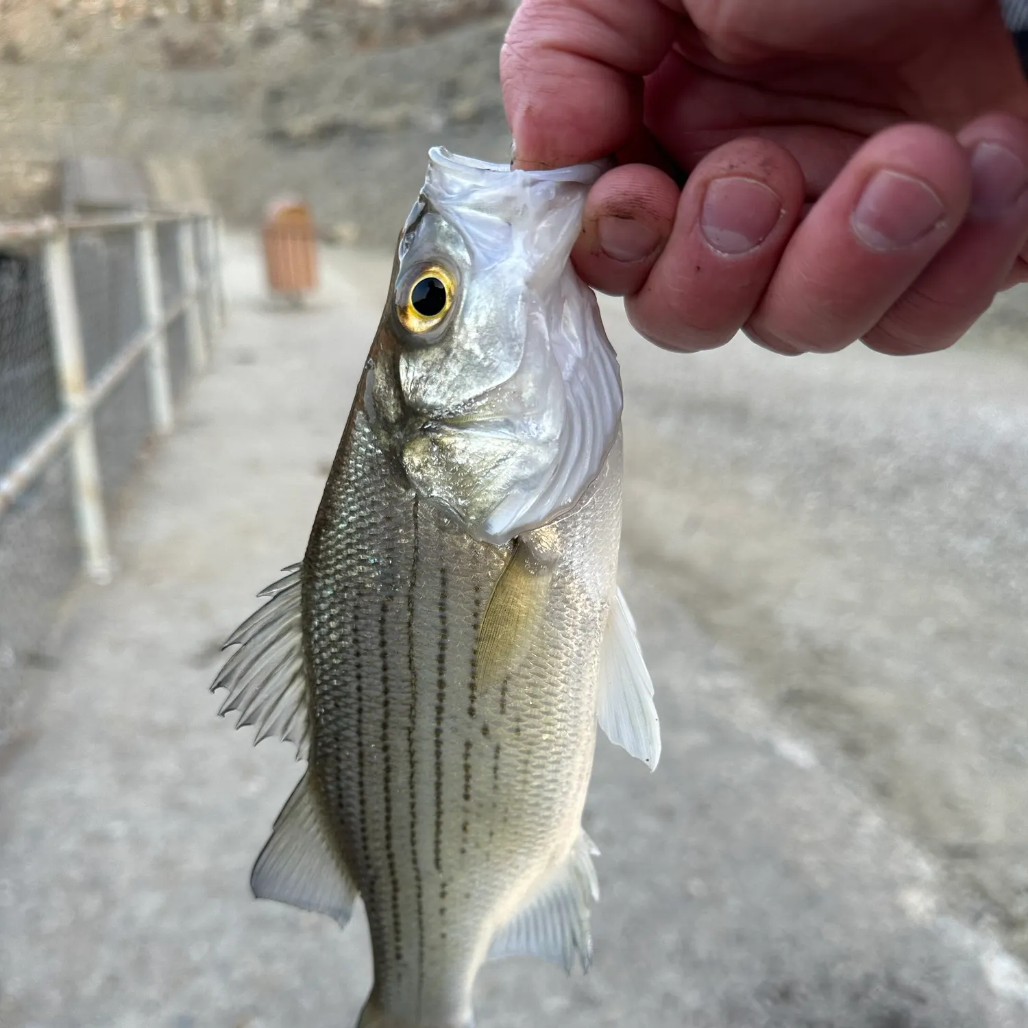 White bass caught on Fishbrain